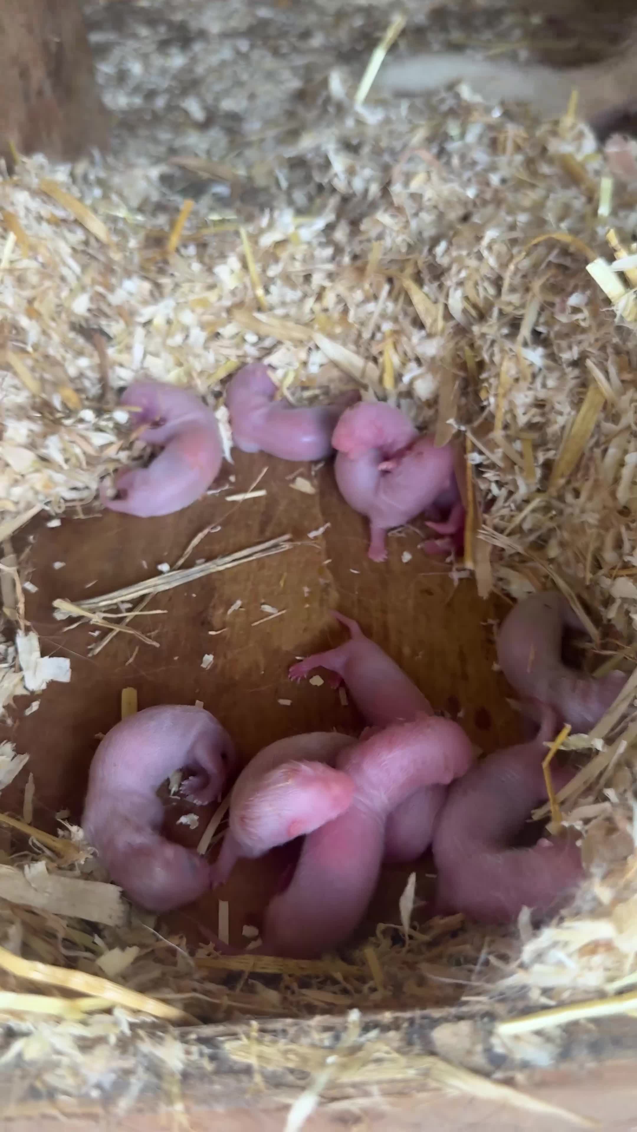 Ferret rodents for sale: Ferret Kits 2026 in Liverpool - Video 1