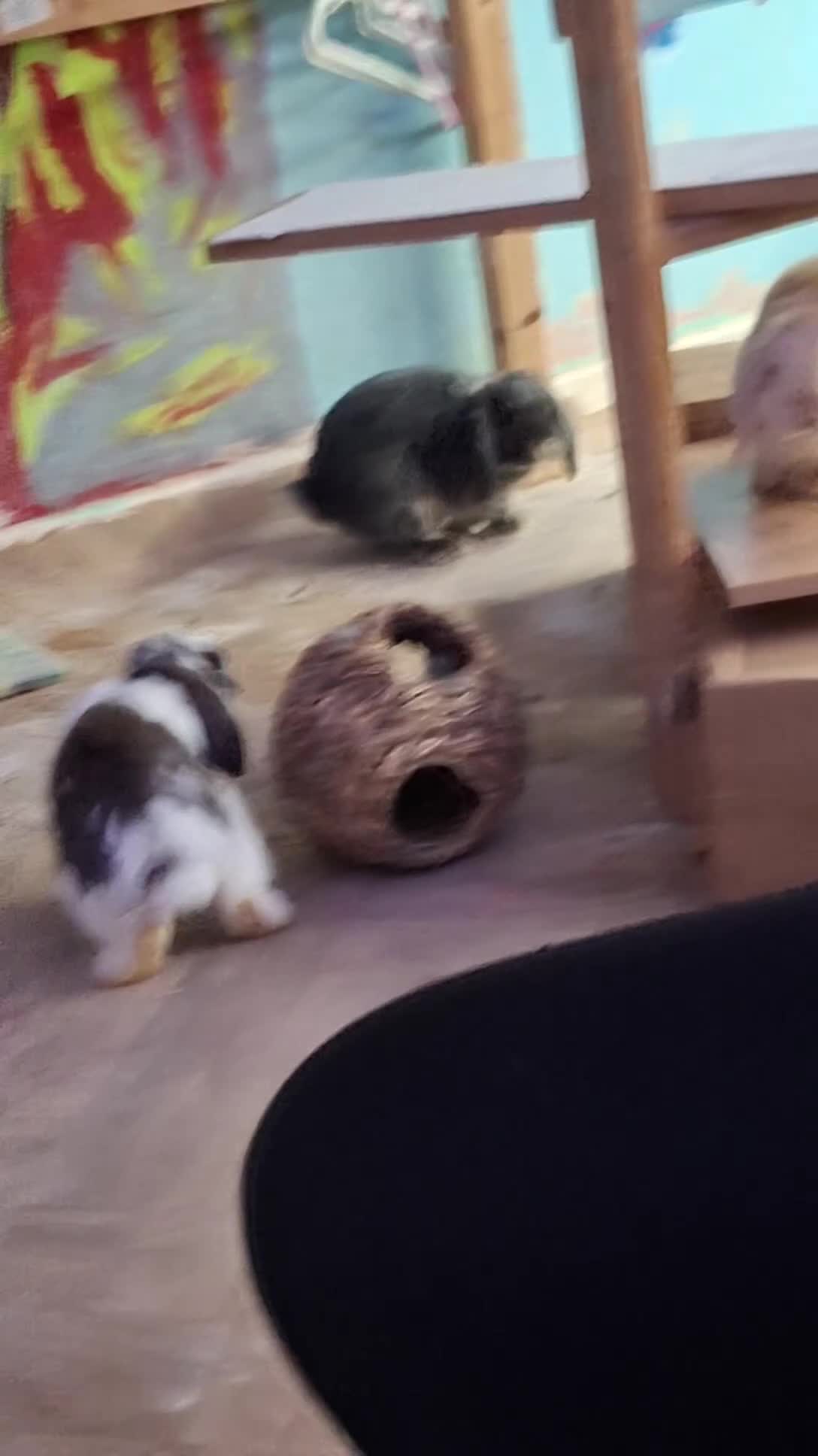 Mini Lop rabbits for sale: 4 beautiful mini lops, 2 boys 2 girls - Video 3