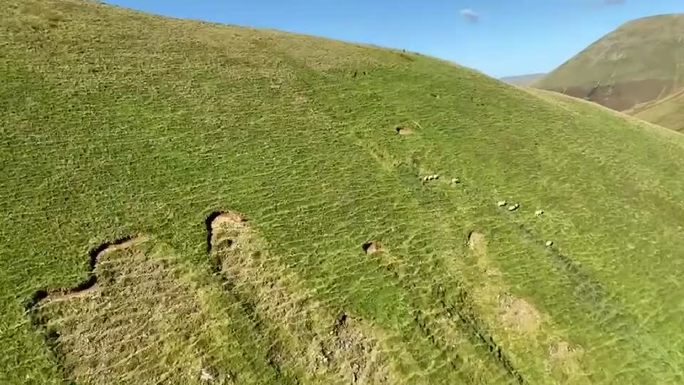 Border Collie dogs for stud: Proven red border collie for stud  - Video 1