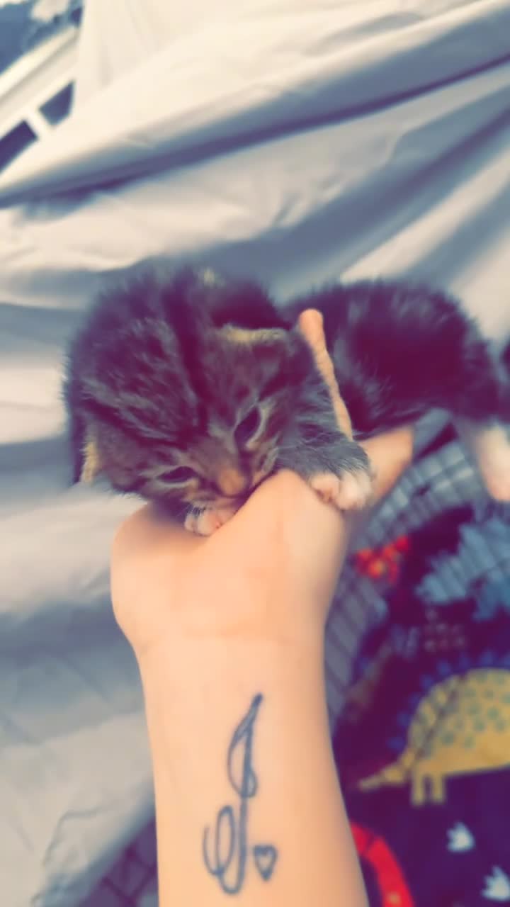 Mixed Breed cats for sale: Stunning Turkish Angora/ domesticShorthairKittens  - Video 1