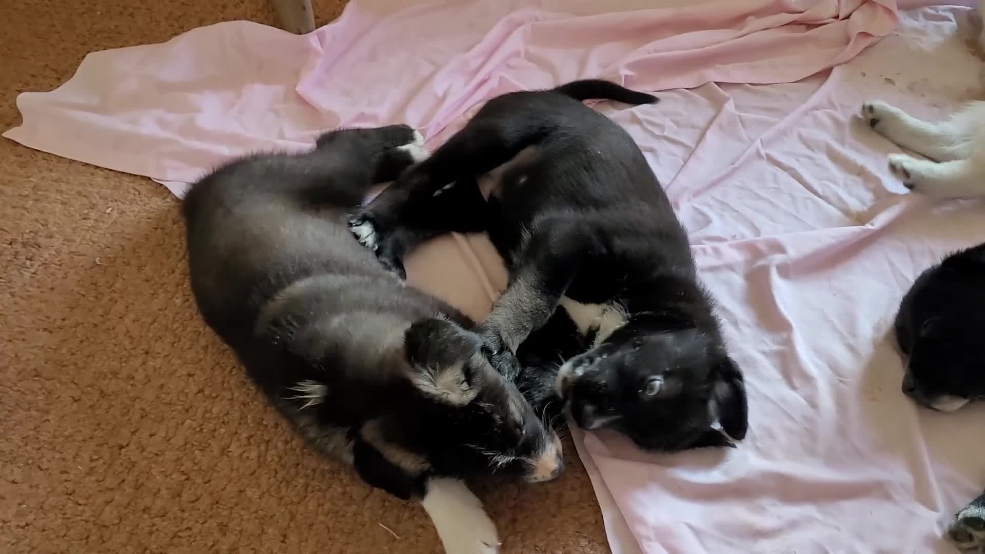 Mixed Breed dogs for sale: Husky Cross Puppies - Video 4