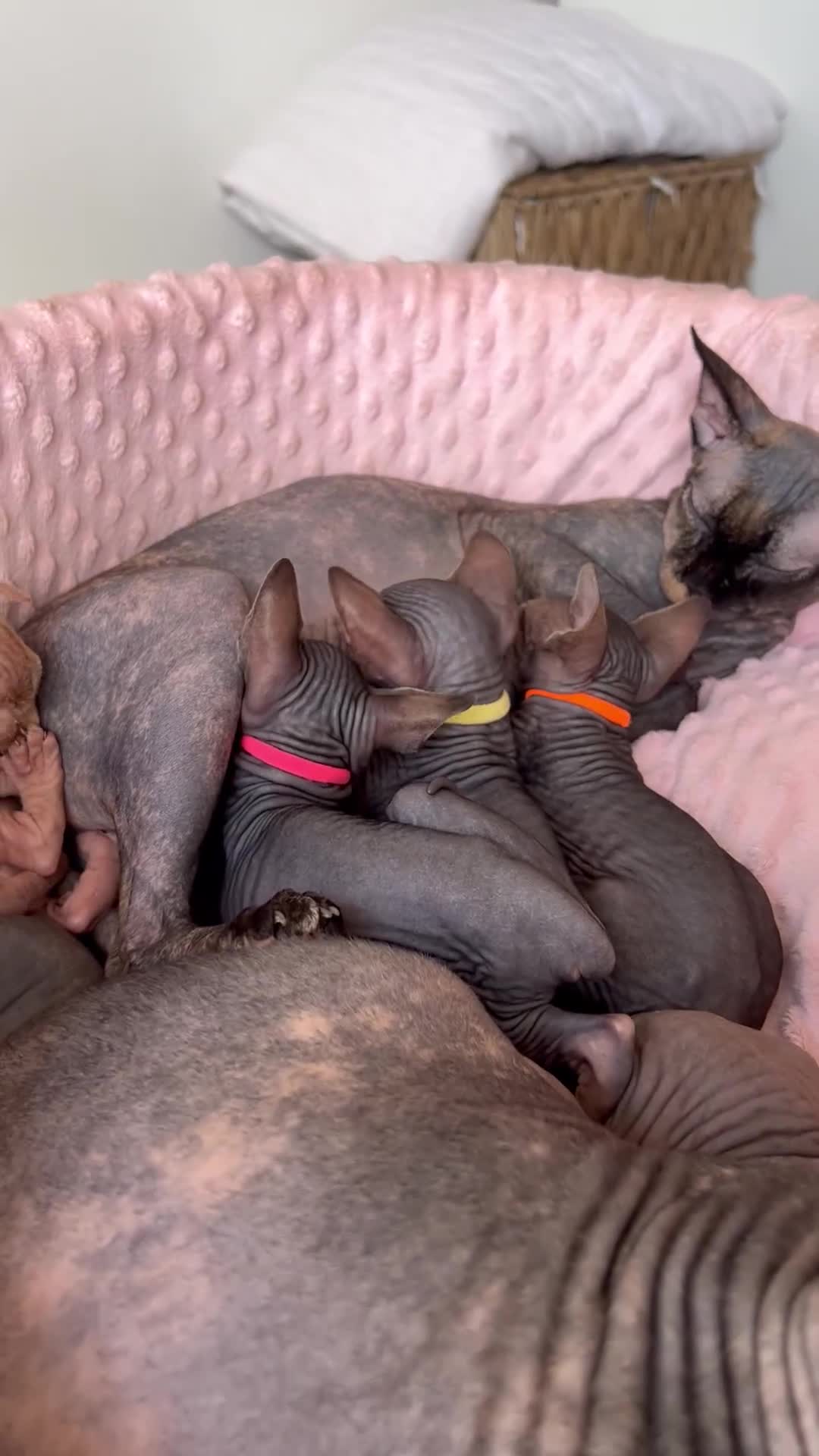 Sphynx cats for sale: HCM ******tery, pure Canadian Sphynx kittens  - Video 4