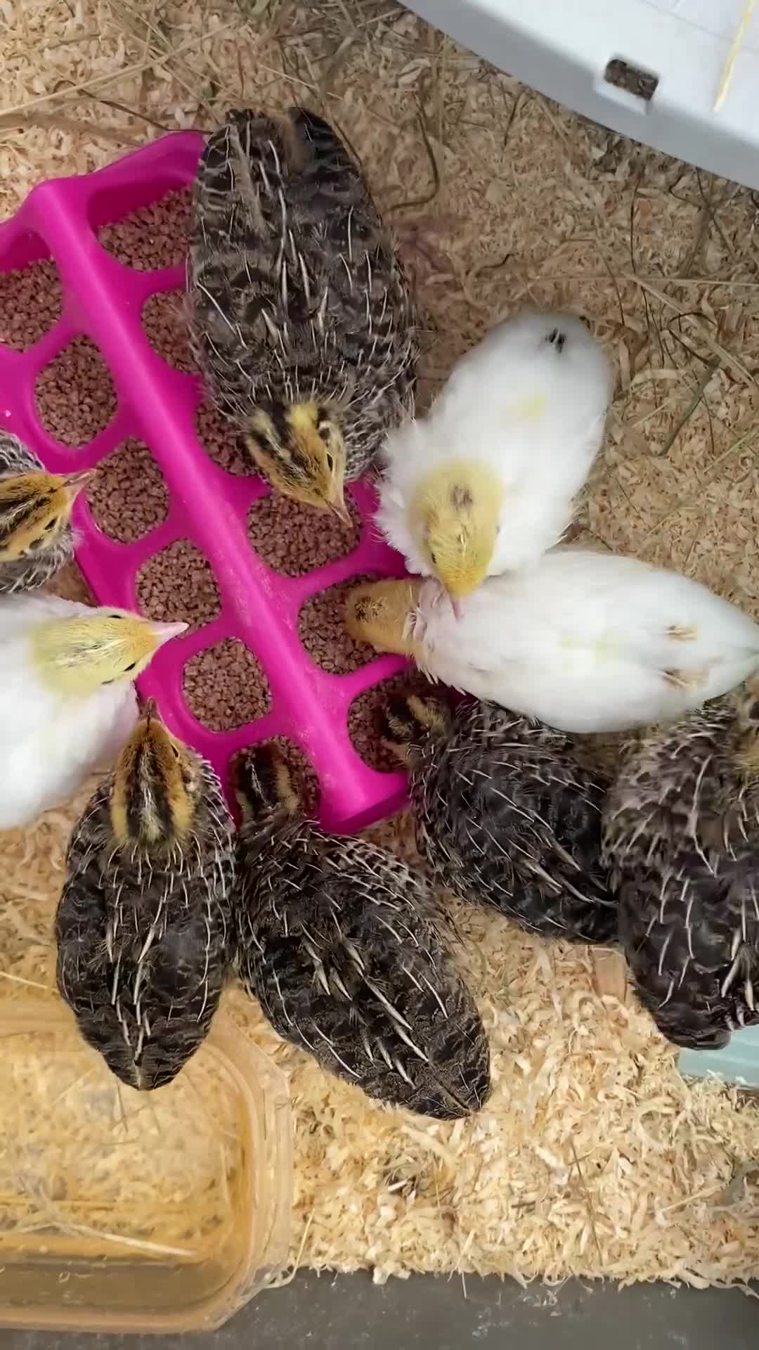 Mixed Breed birds for sale: Quail  - Video 1