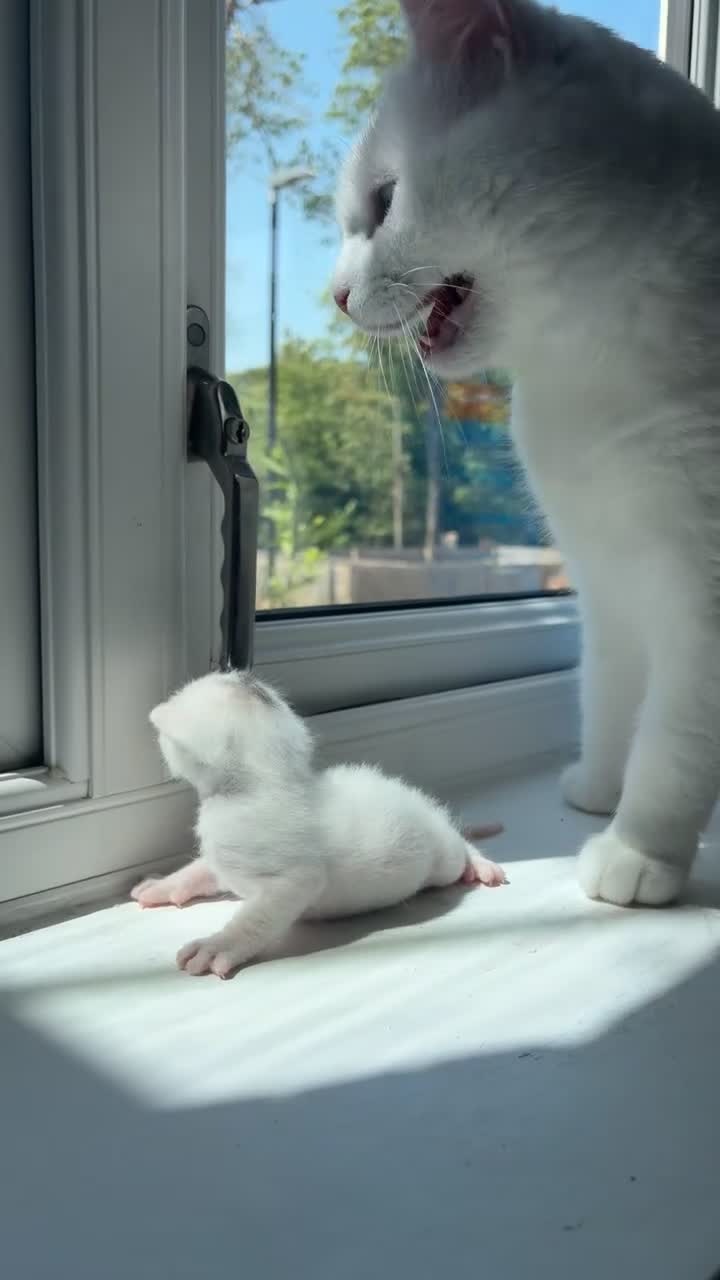 Bengal cats for sale: Mixed bengal x rare all white blue eyed .   in Bushey - Video 1