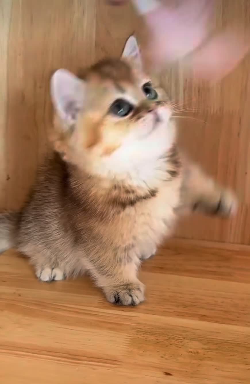 Munchkin cats for sale: Beautiful Munchkin Kitten - Video 1