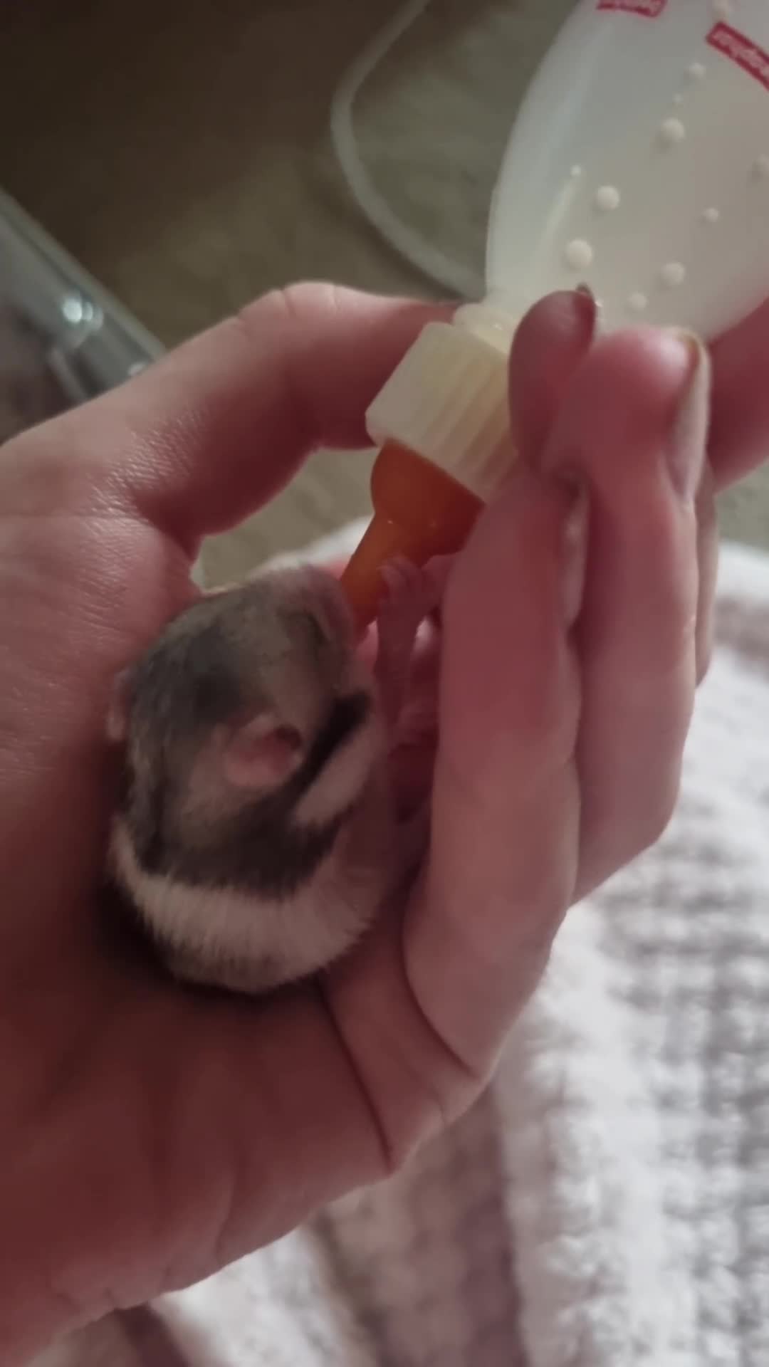 Hamster rodents for sale: Hamster and cage  - Video 1