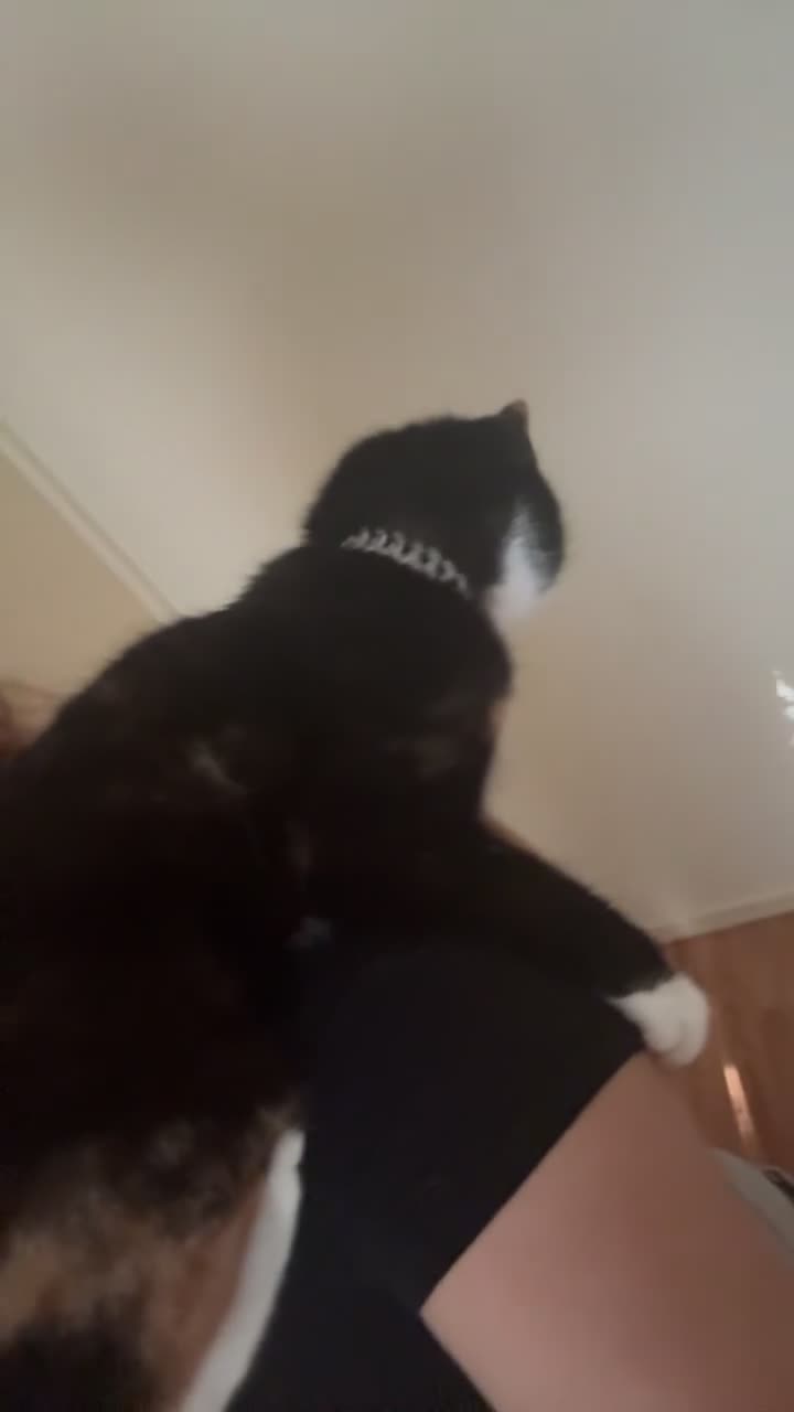 Mixed Breed cats for sale: Calico cat 1 year old  in Birmingham - Video 1