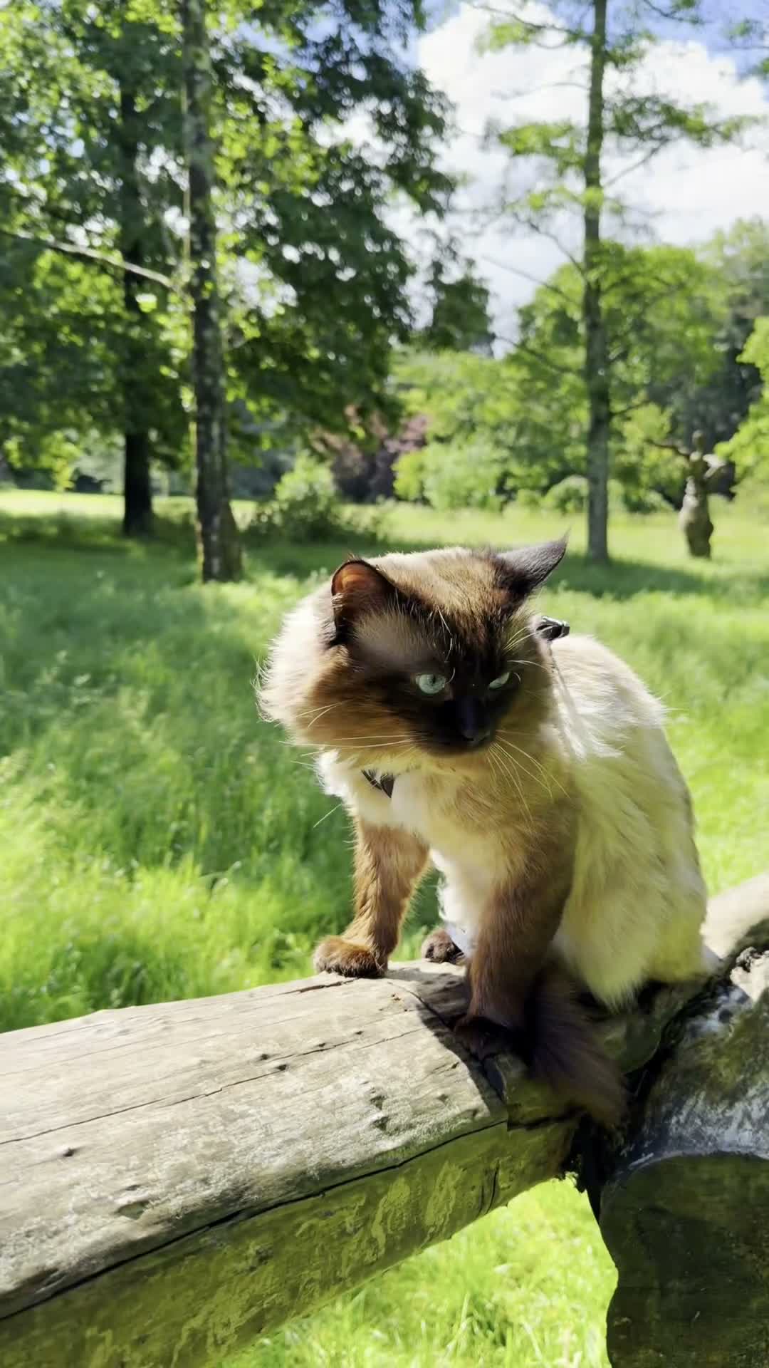 Ragdoll cats for stud: SHOW QUALITY RARE CHOCOLATE MINK DNA CLEAR - Video 2