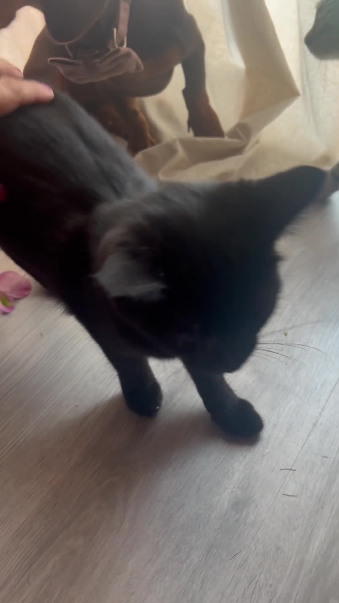 Mixed Breed cats for sale: 2 kittens ready to leave  - Video 4