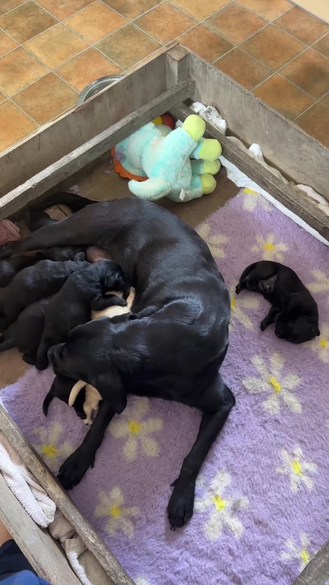 Labrador Retriever dogs for sale: Labrador puppies  - Video 1
