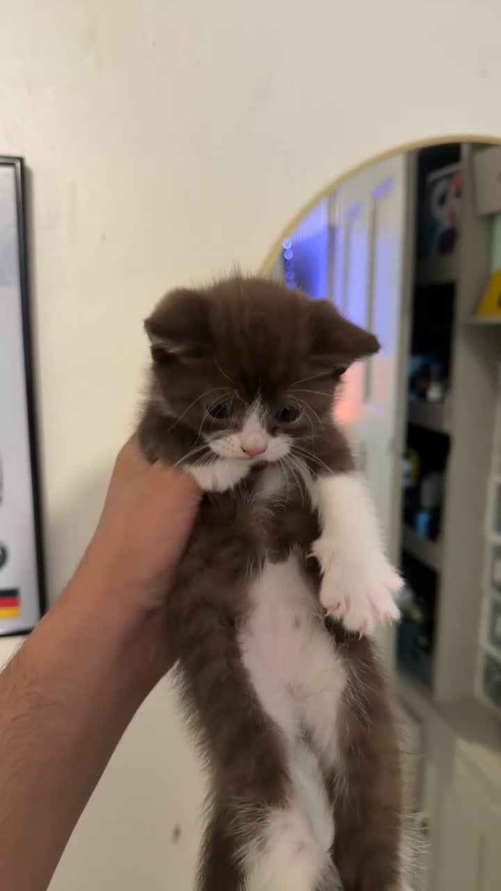 British Shorthair cats for sale: British shorthair kittens - Video 3