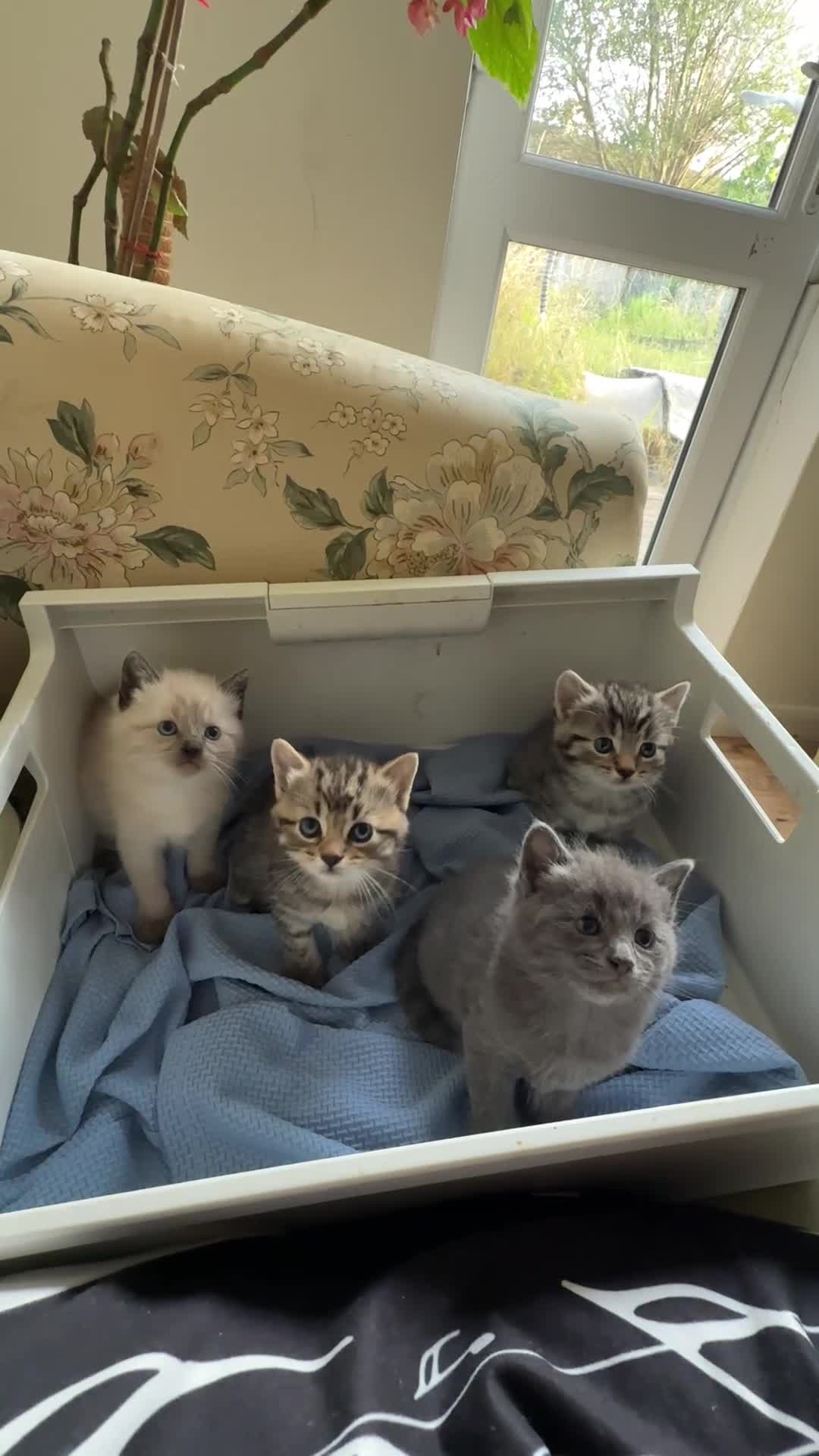 Mixed Breed cats for sale: Beautiful Siberian Mix Kittens  - Video 1