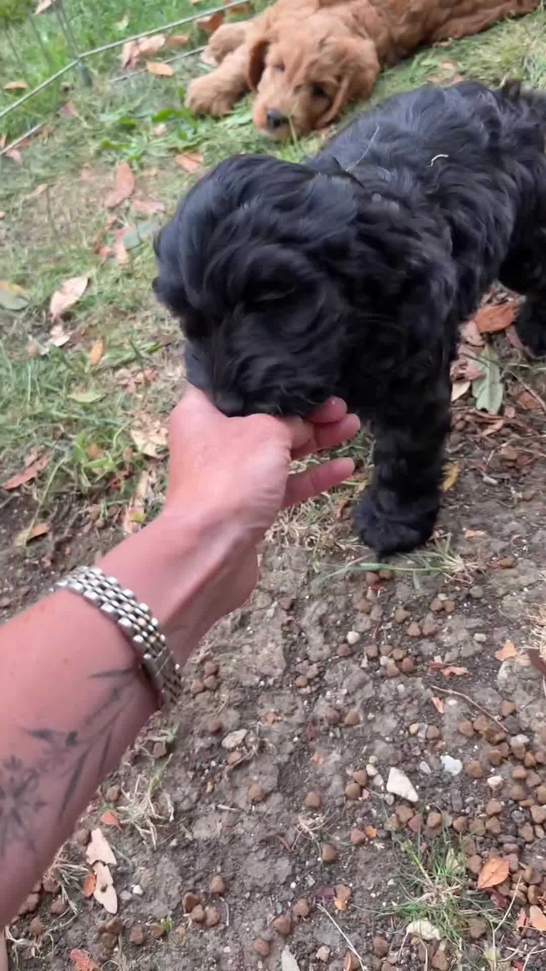 Cockapoo dogs for sale: Beautiful Female Cockerpoo Puppy  in ELY - Video 2