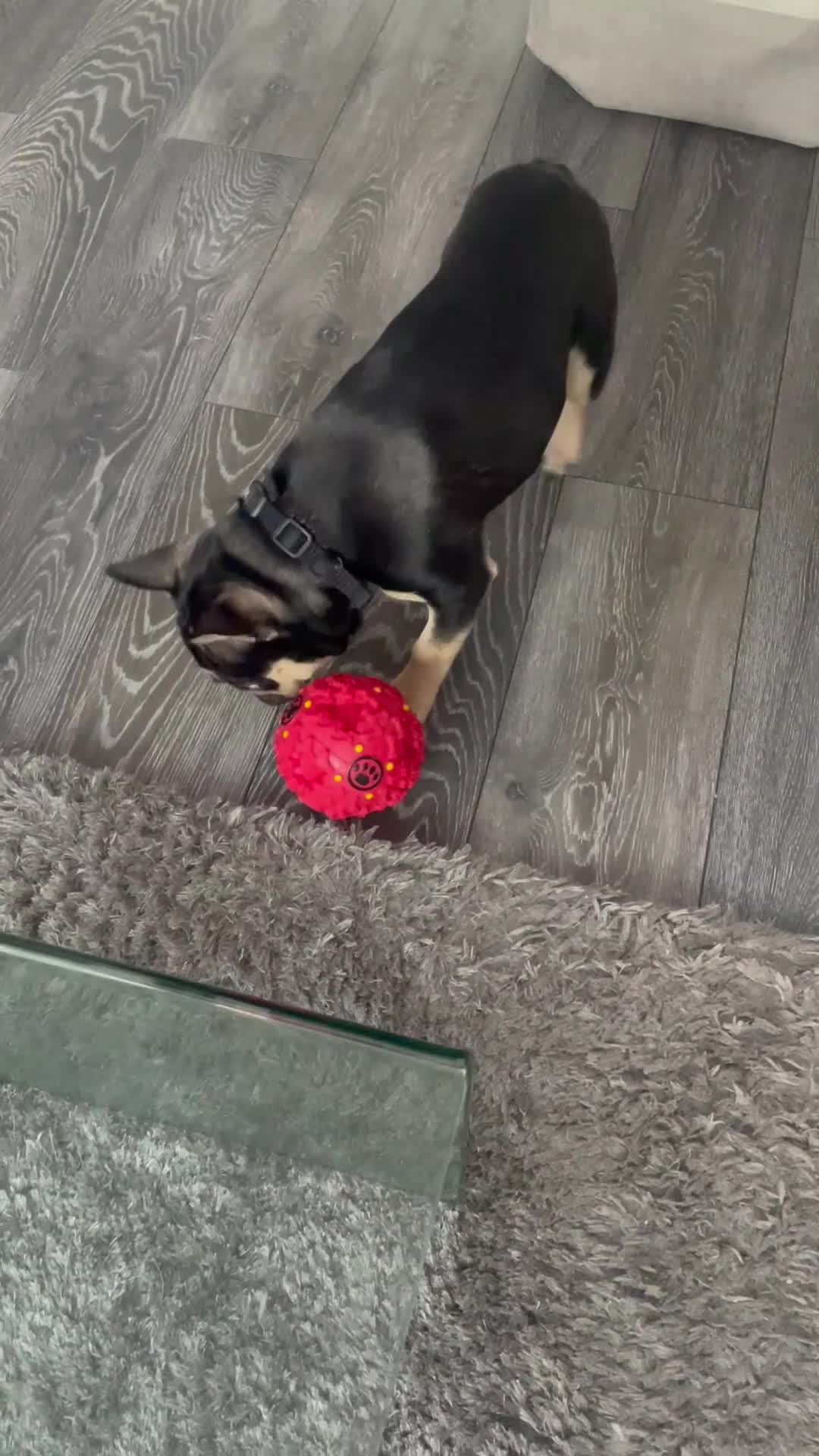 French Bulldog dogs for sale: 18 month old male black and brown French bulldog  - Video 1