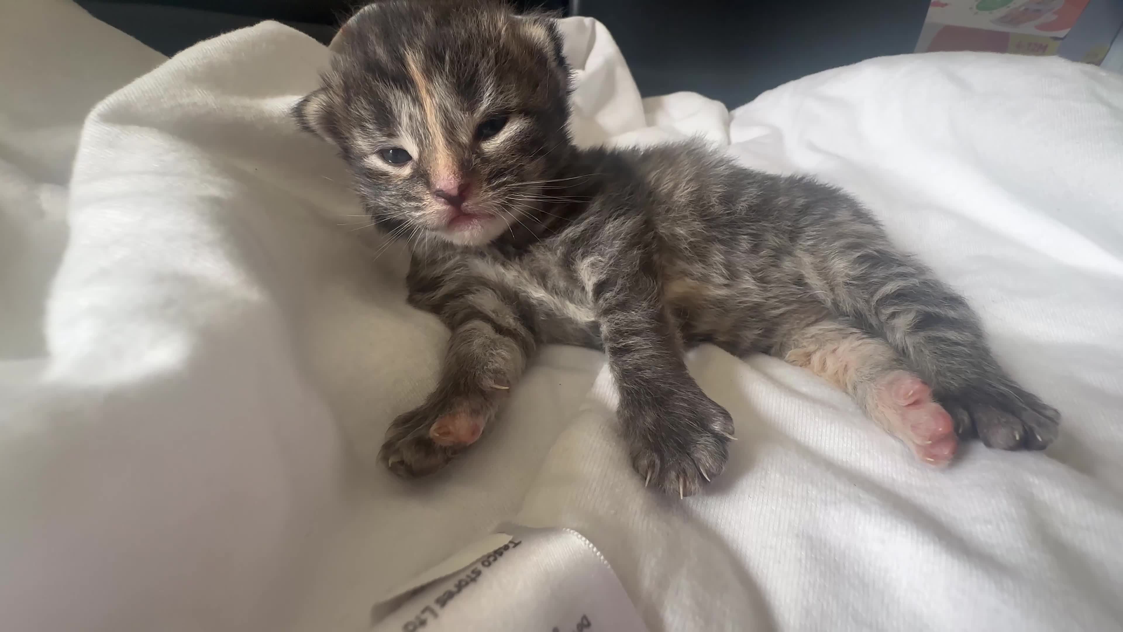 Mixed Breed cats for sale: Kittens ready 7th September  - Video 1