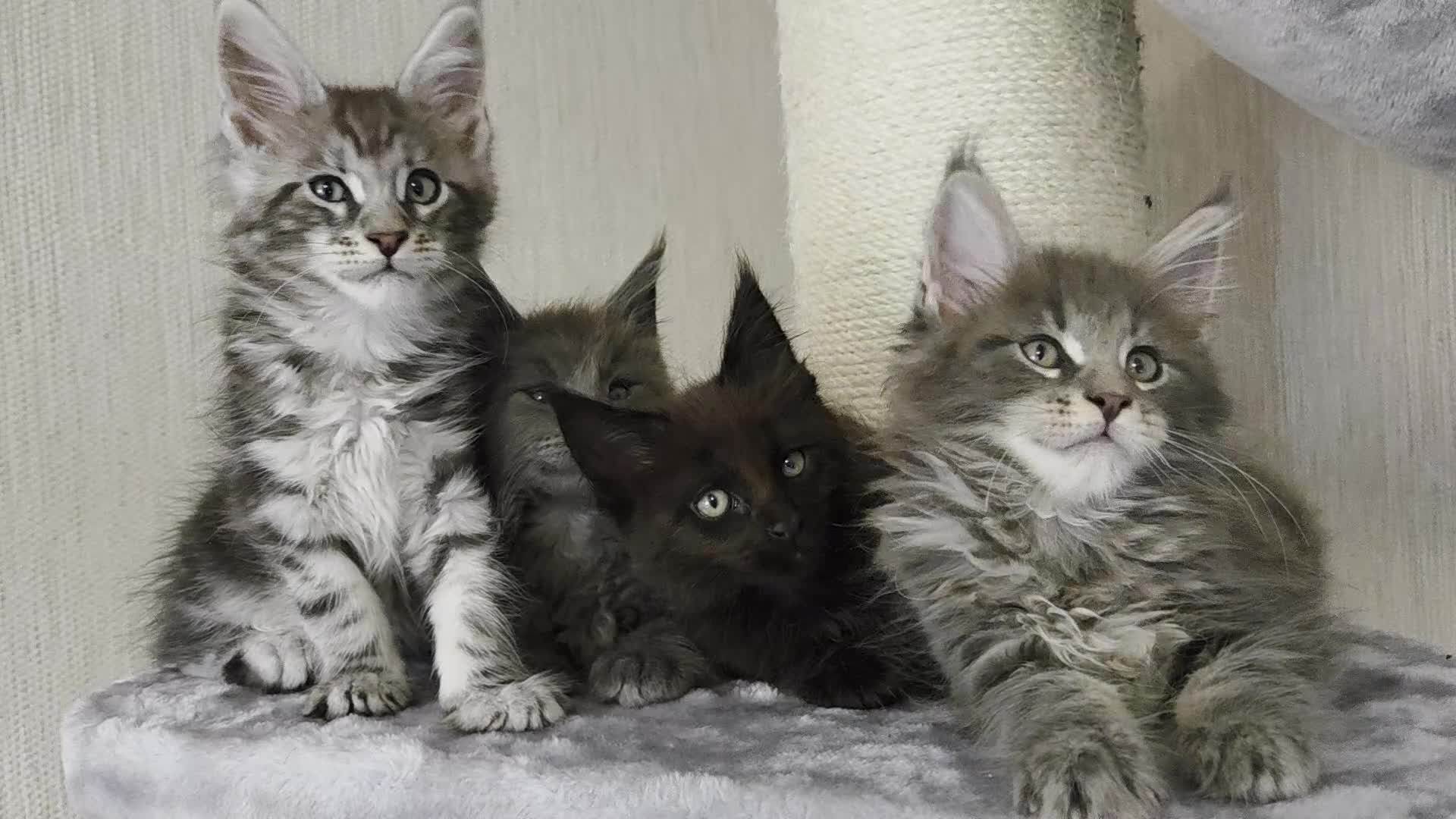 Maine Coon cats for sale: TICA REGISTERED MAINE COON KITTENS - Video 4