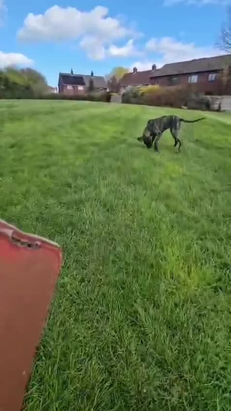 Great Dane dogs for sale: READY,FULLY VACC'D Stunning Brindle Great Dane Pup - Video 1