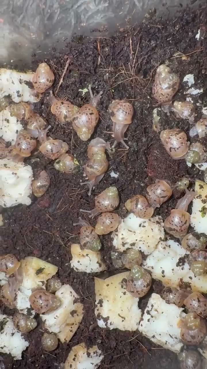 Snails invertebrates for sale: Giant African Land Snails  - Video 1
