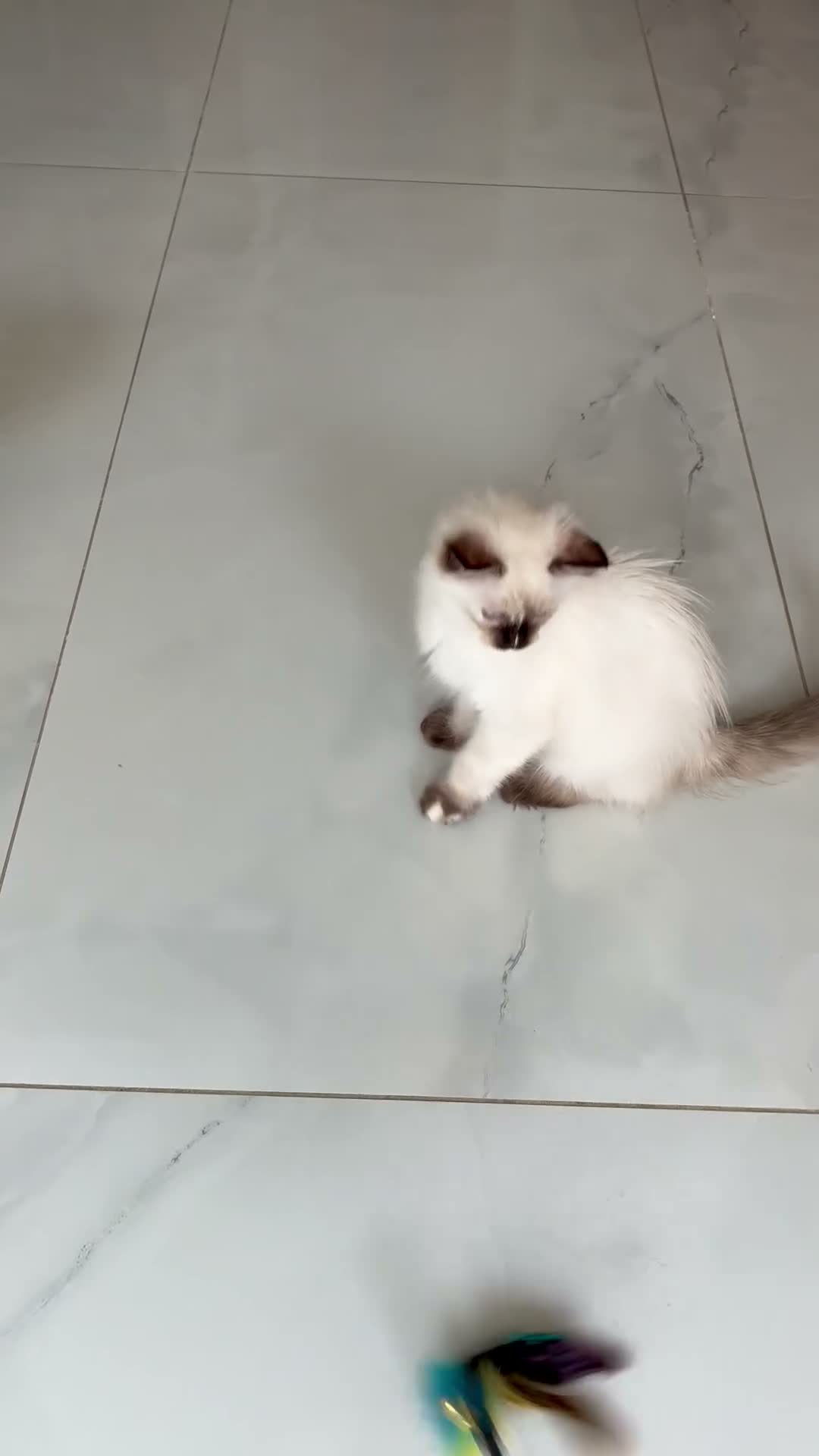 Ragdoll cats for sale: Beautiful ragdoll kittens  - Video 2