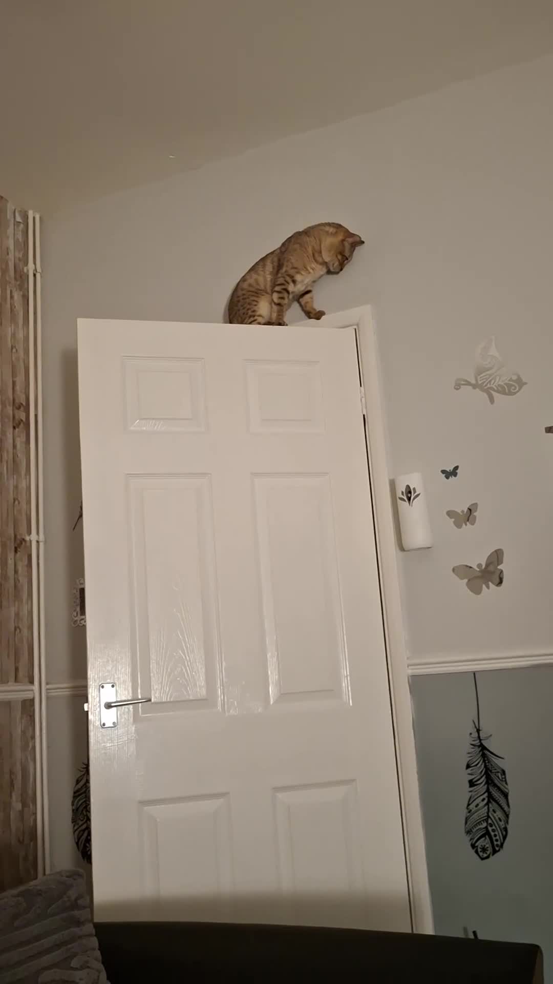 Bengal cats for sale: 2 year old male  in Willenhall - Video 1