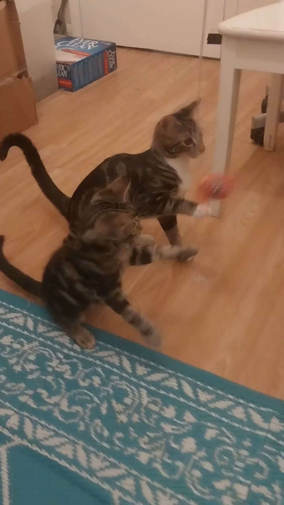 Mixed Breed cats for sale:  Sweet girl kitten is looking for loving home  - Video 1