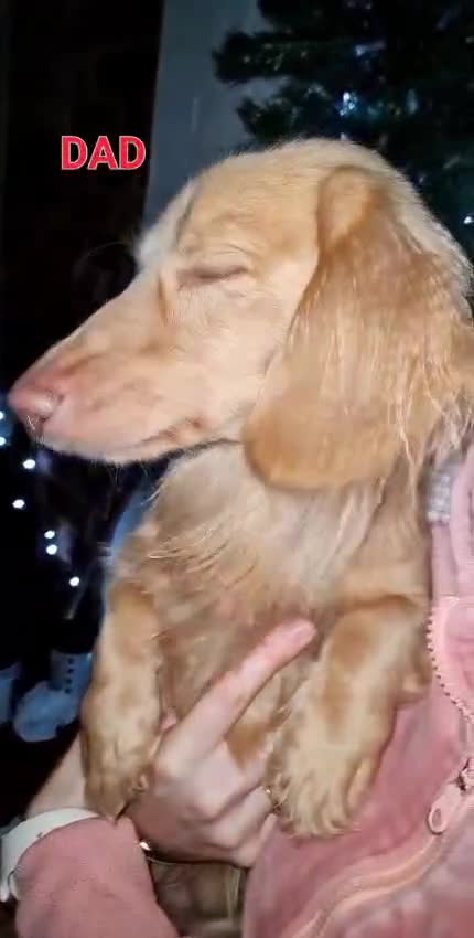 Miniature Dachshund dogs for sale: Lh Miniature Dachshund Puppies,championsblood line in Gainsborough - Video 1