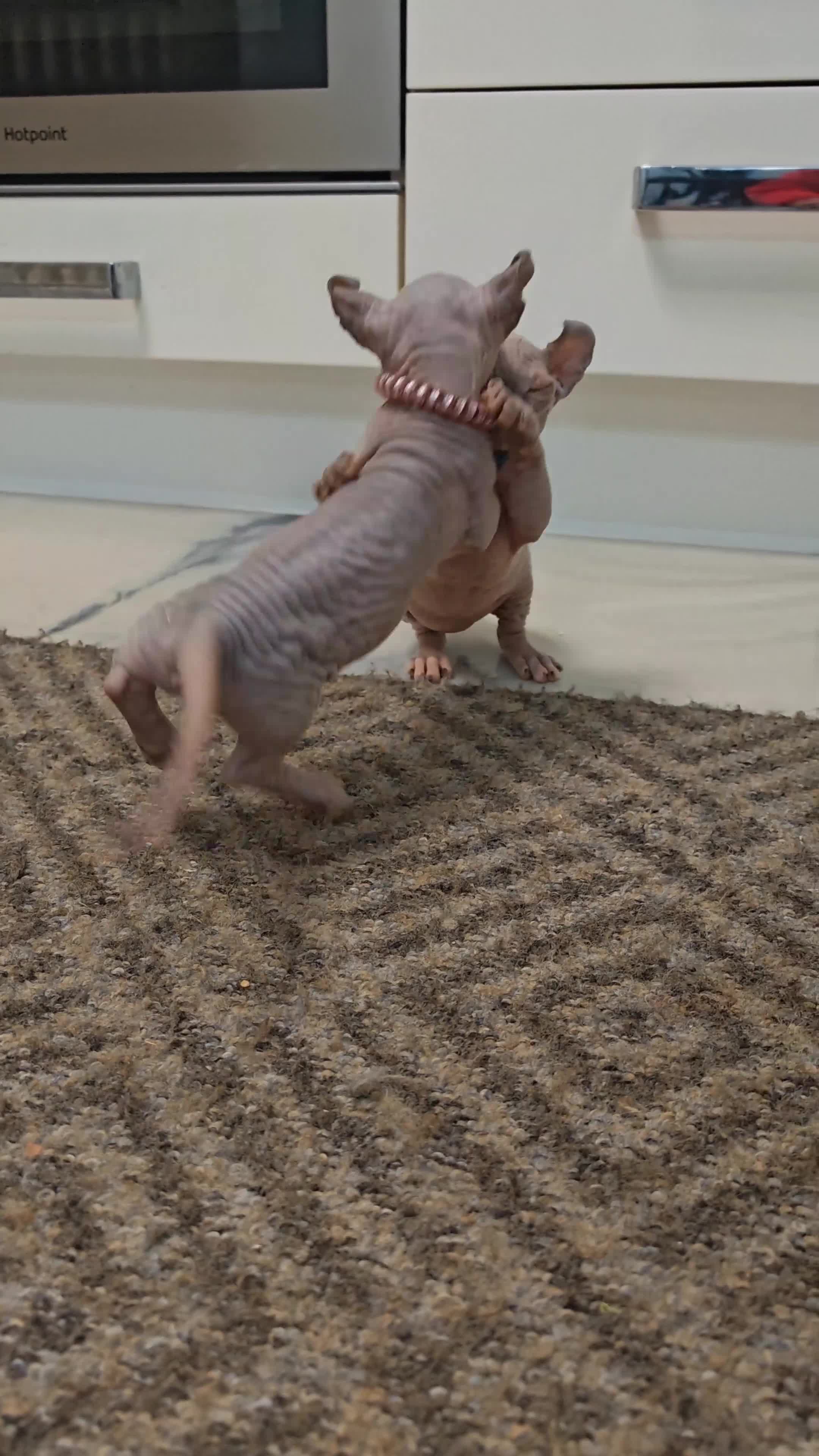 Sphynx cats for sale: Last boy available. READY NOW - Video 2