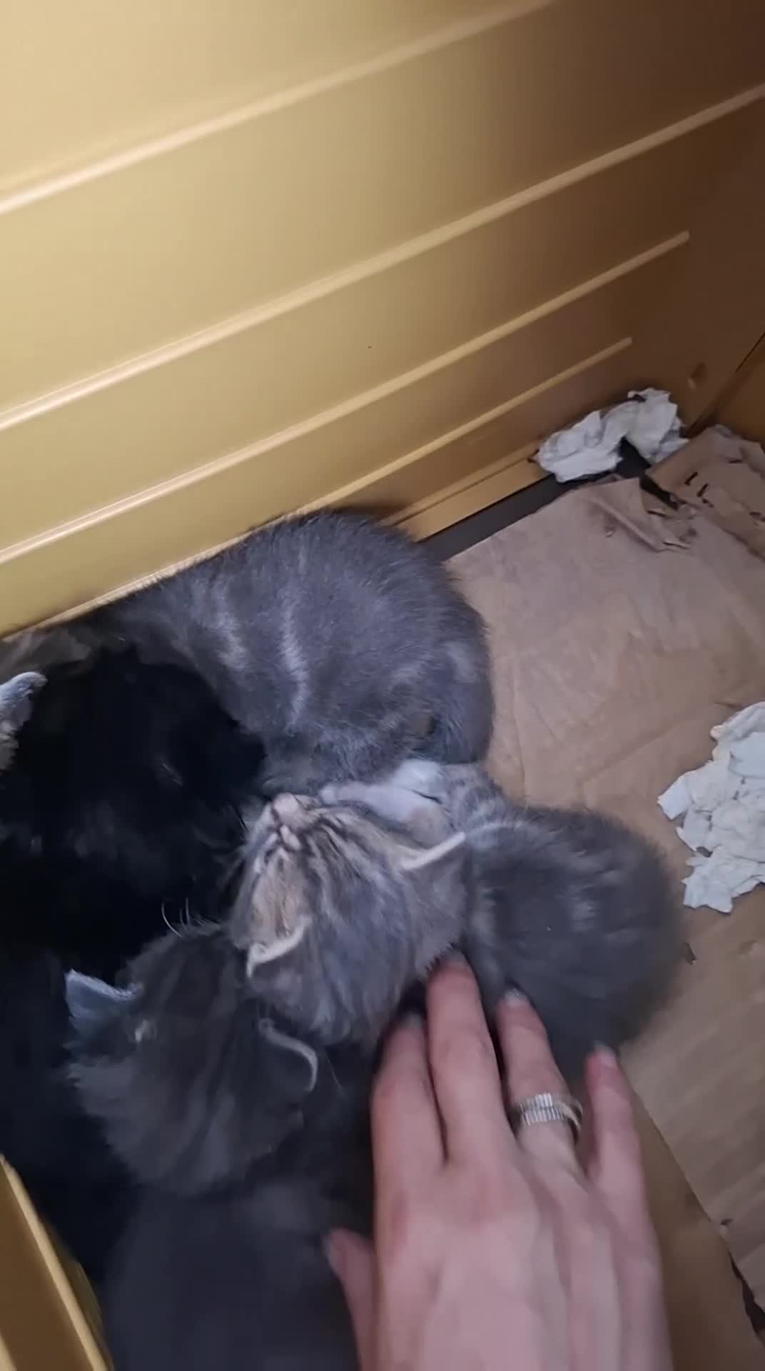 Mixed Breed cats for sale: Fluffy kittens  - Video 4