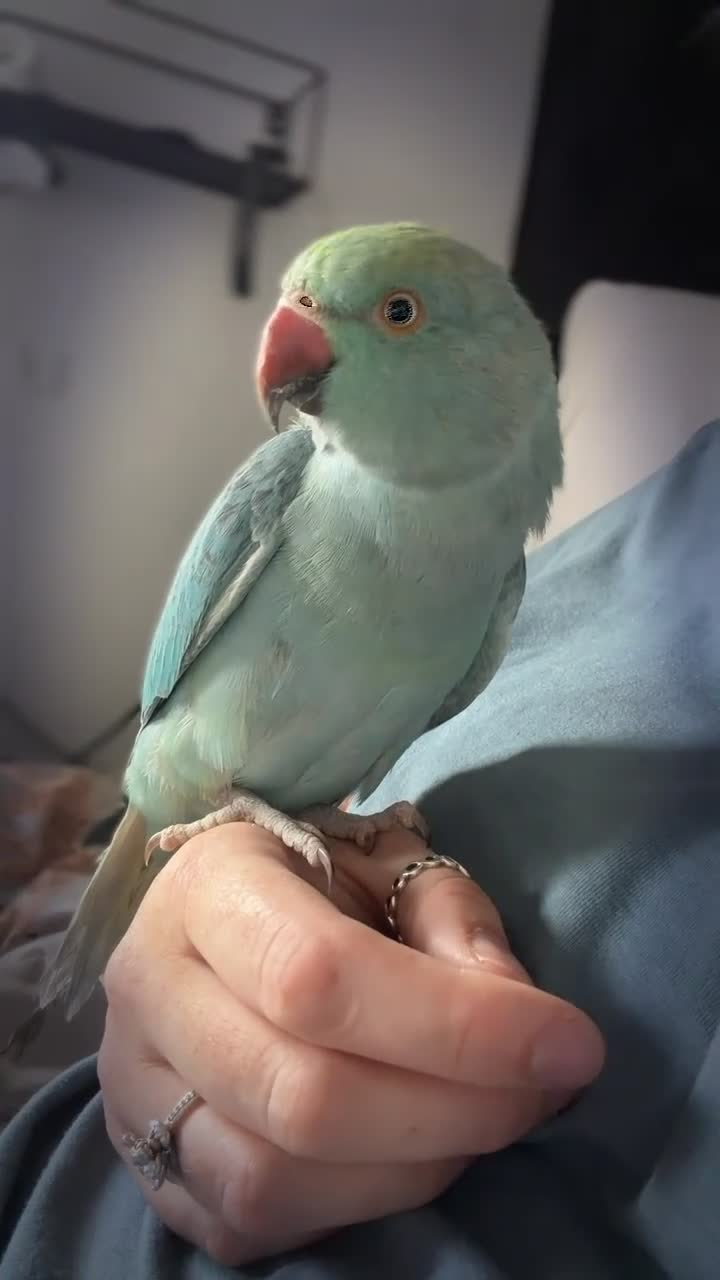 Ringnecks birds for sale: Female Indian ringneck  - Video 1
