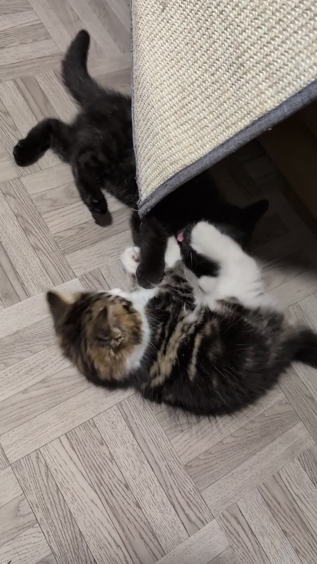 Mixed Breed cats for sale: Beautiful BSHxPersian kittens - Video 2