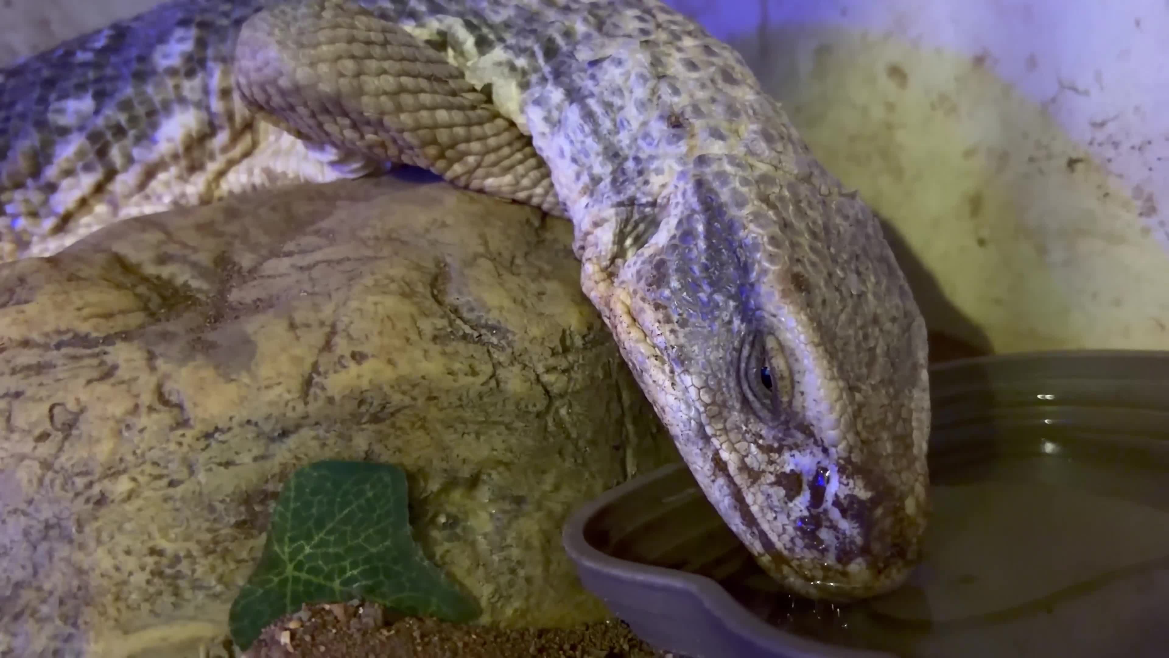 Lizard reptiles for sale: Savannah monitor lizard - Video 2