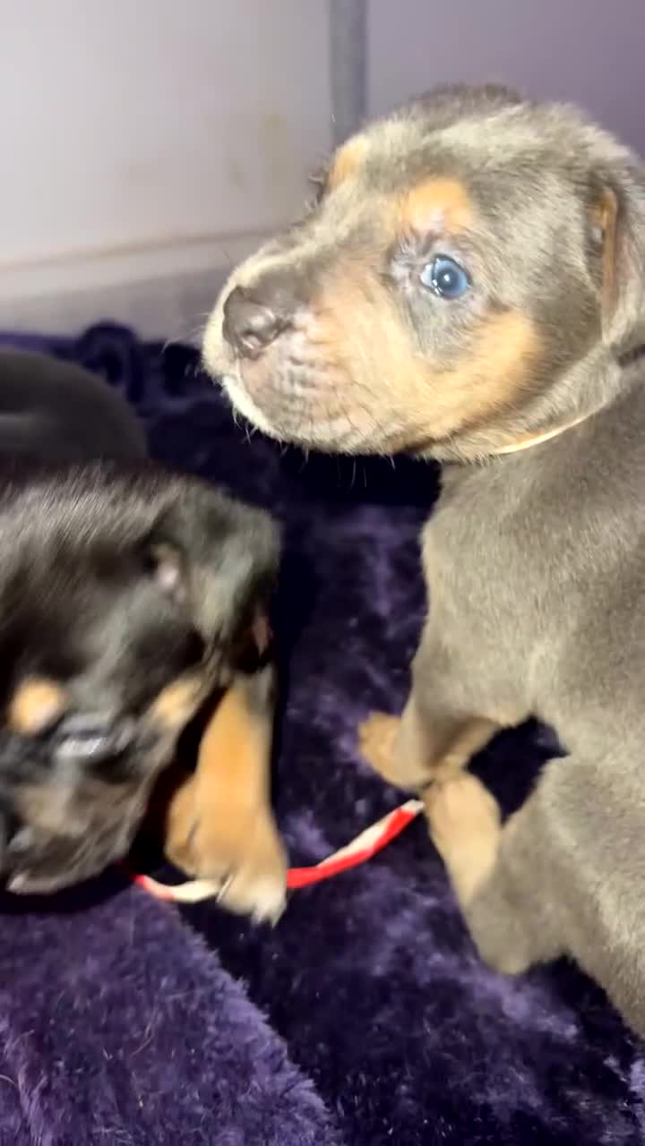 Mixed Breed birds for sale: German shepherd x cane corso pups!  - Video 3