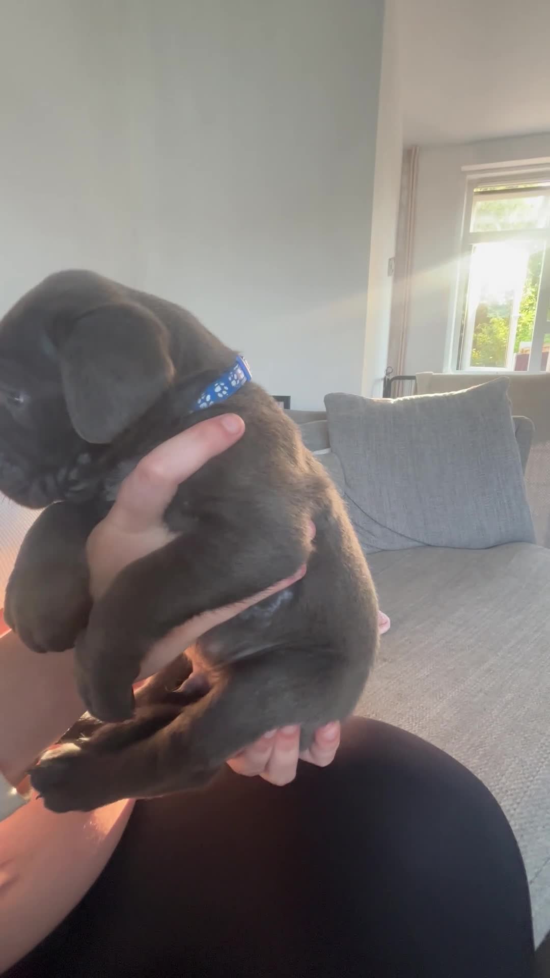 Cane Corso dogs for sale: 4 Pure Cane Corso Puppies Available Now  - Video 4