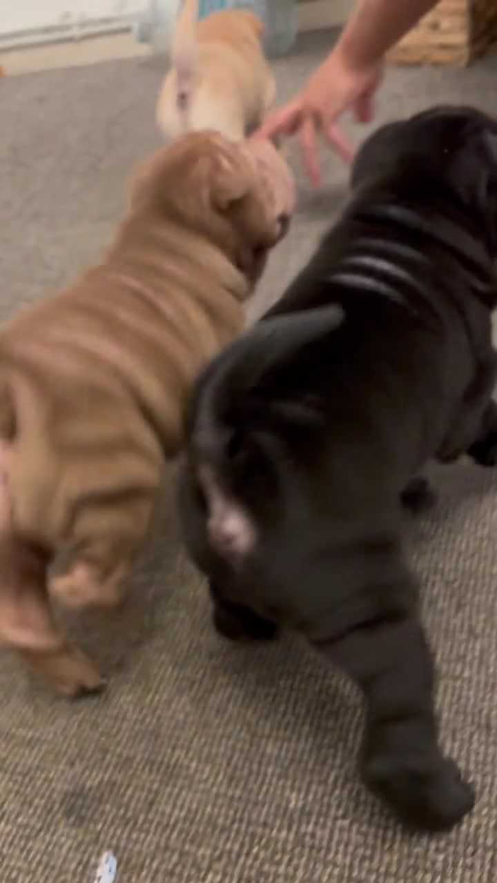 Shar Pei dogs for sale: 🔥 BEAUTIFUL SHARPEI PUPS 🔥 - Video 1