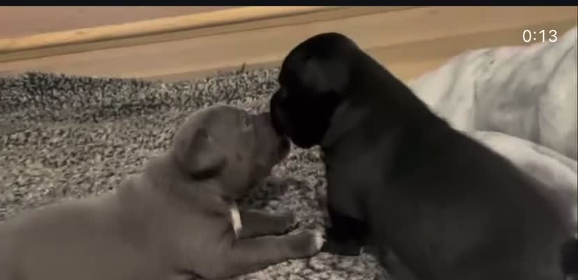 Staffordshire Bull Terrier dogs for sale: Gorgeous Blue&Black Pedigree Staffy’s Puppies  - Video 3
