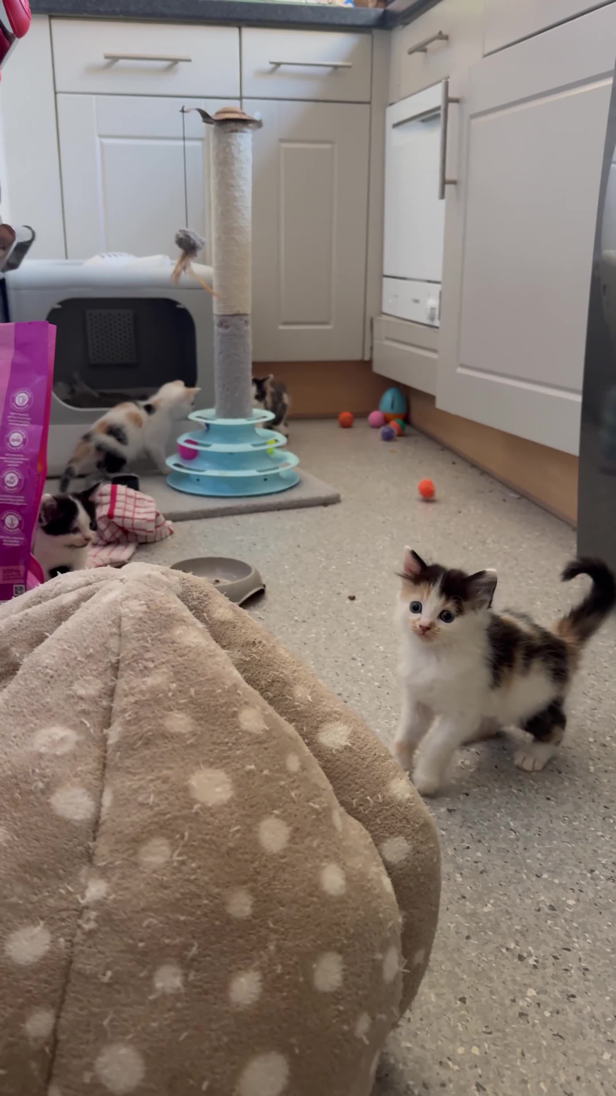 Sphynx cats for sale: Spyhnx mixed breed  in Epsom - Video 1