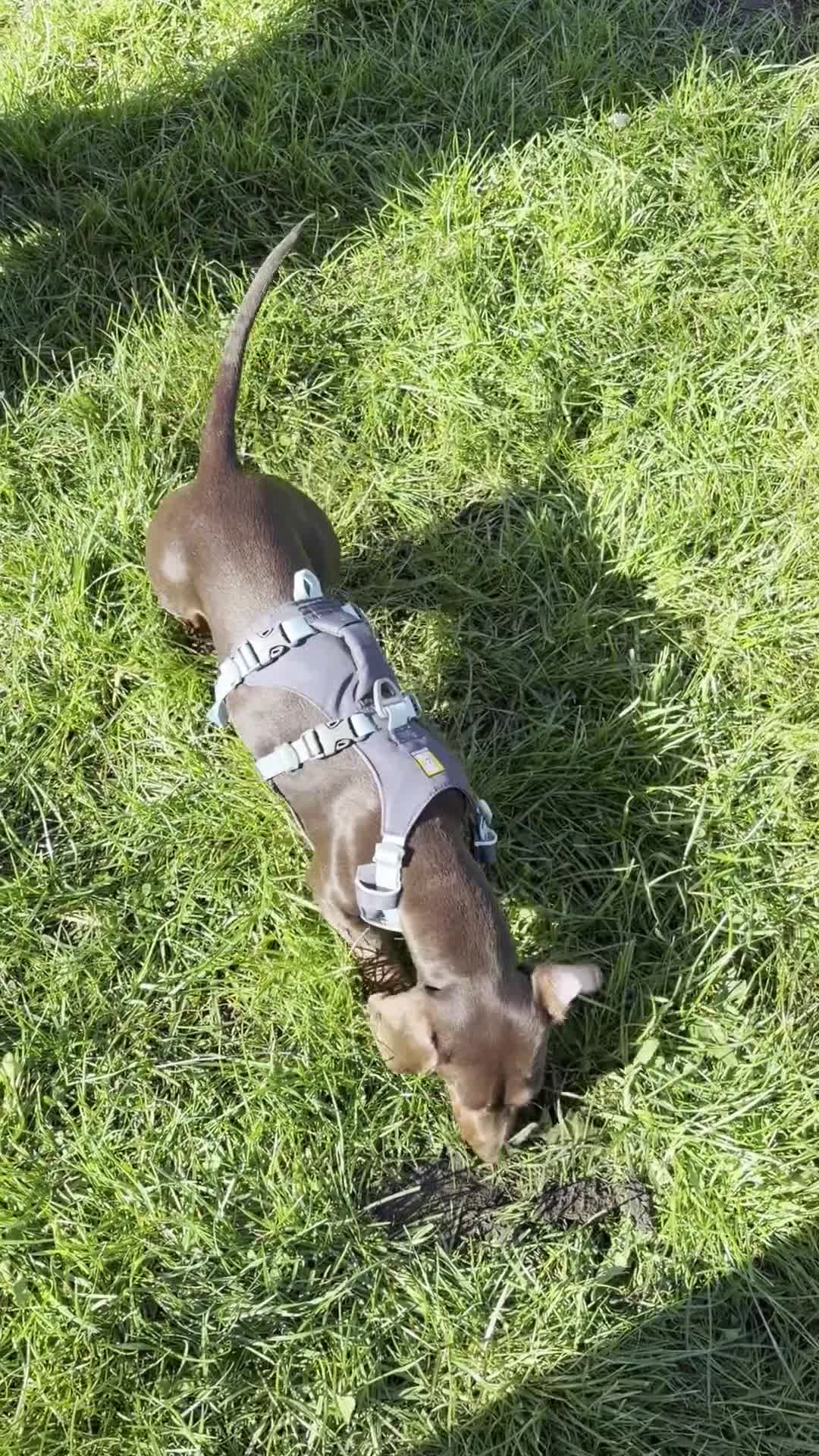Miniature Dachshund dogs for sale: 8 Months Female Miniature Dachshund - Video 3