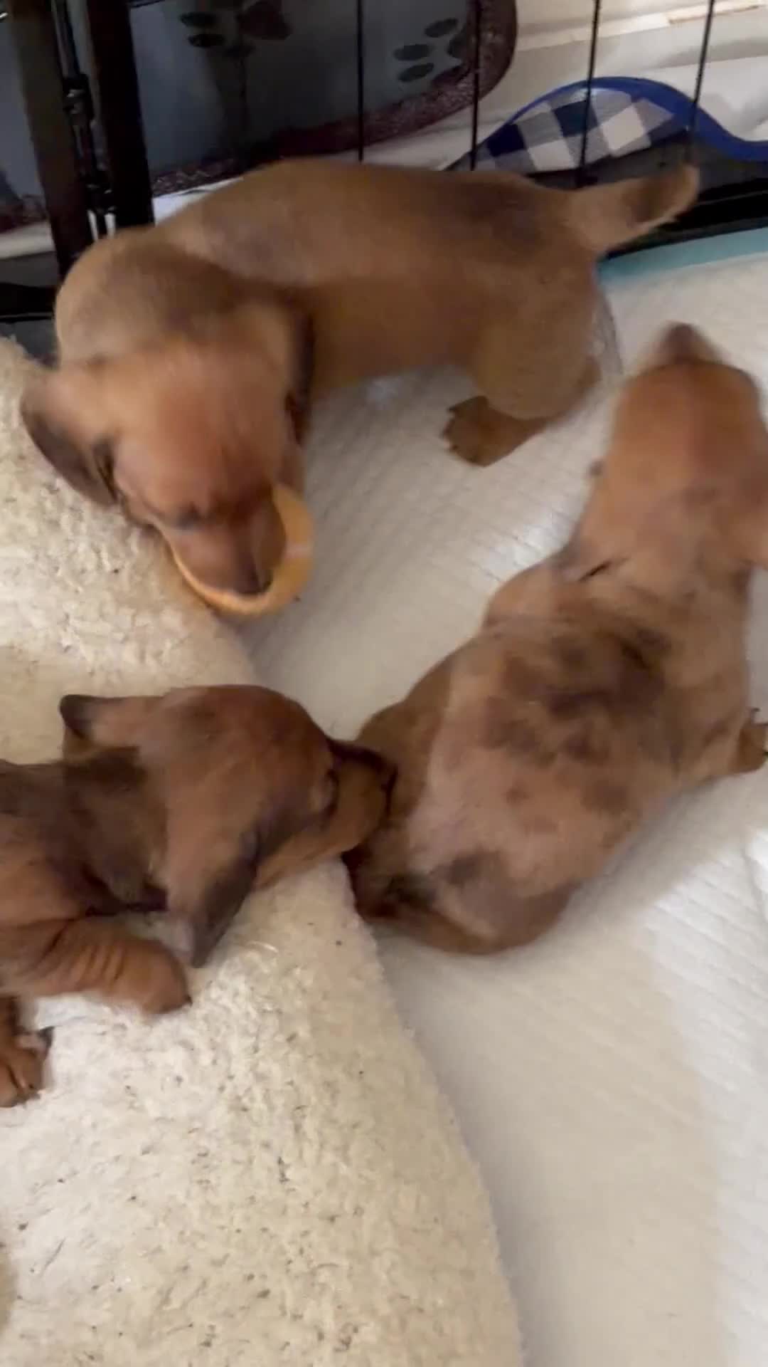 Miniature Dachshund dogs for sale: KC reg Mini Dachsund Puppies - Video 1