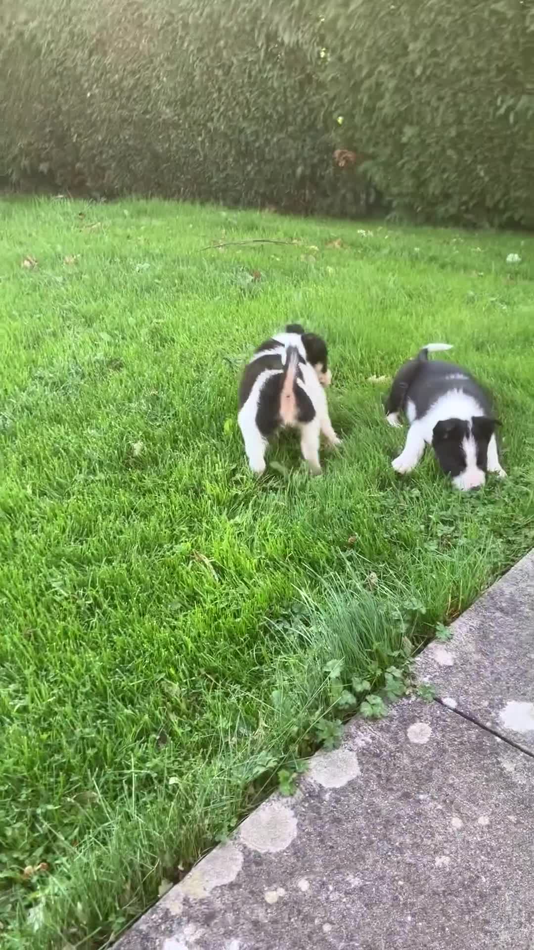Border Collie dogs for sale: Border Collie puppies for sale  - Video 1