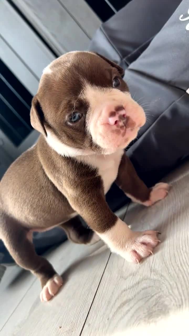 Olde English Bulldogge dogs for sale: MUST SEE OLDE ENGLISH PUPPIES!!  - Video 2