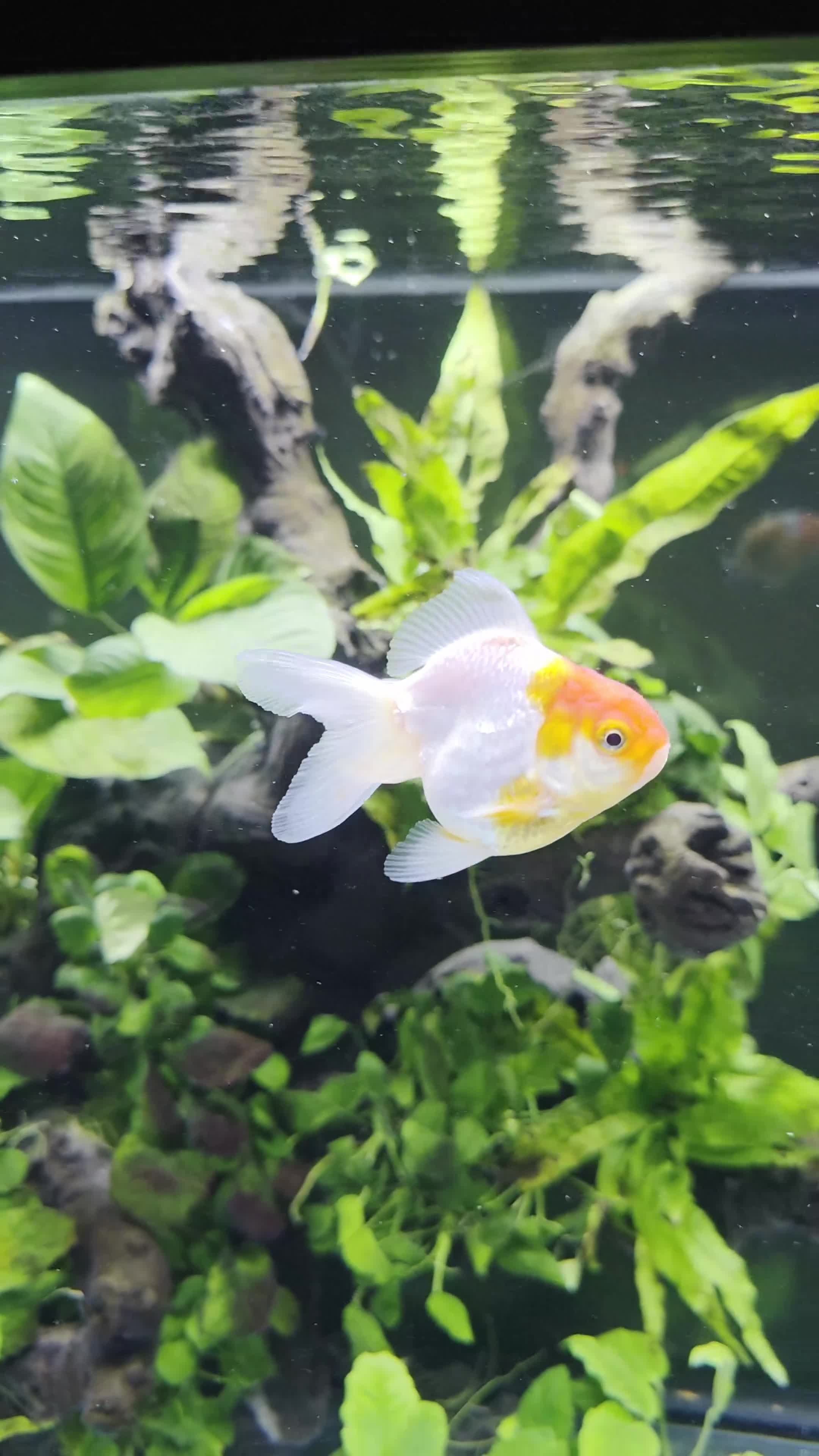 Fancy Goldfish fish for sale: Fancy Goldfish (Oranda & Ranchu) - Video 2