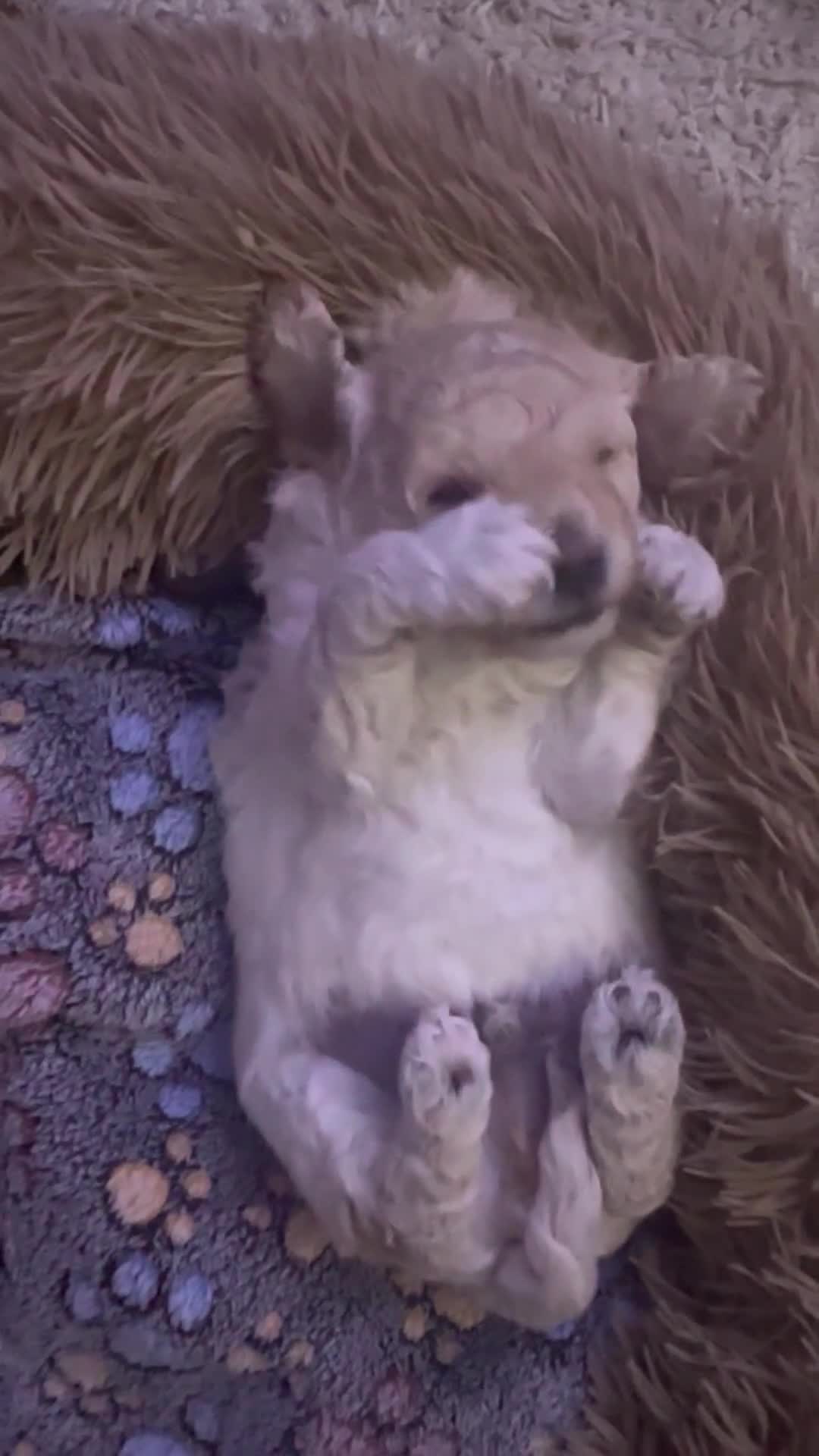 Cockapoo dogs for sale: Adorable F1B Cockapoo Puppies ready 6th November - Video 2