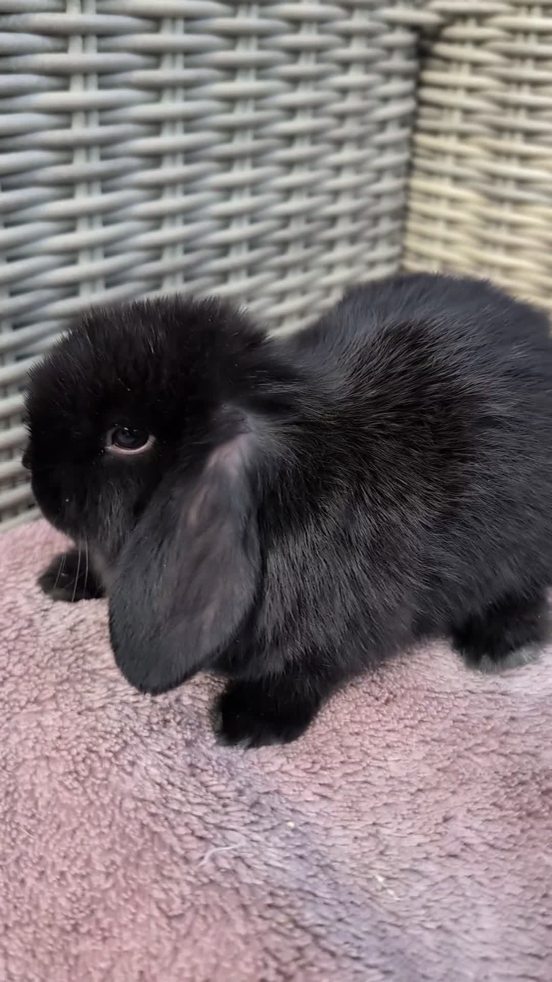 Mini Lop rabbits for sale: ❤️mini lop babies ❤️  - Video 2