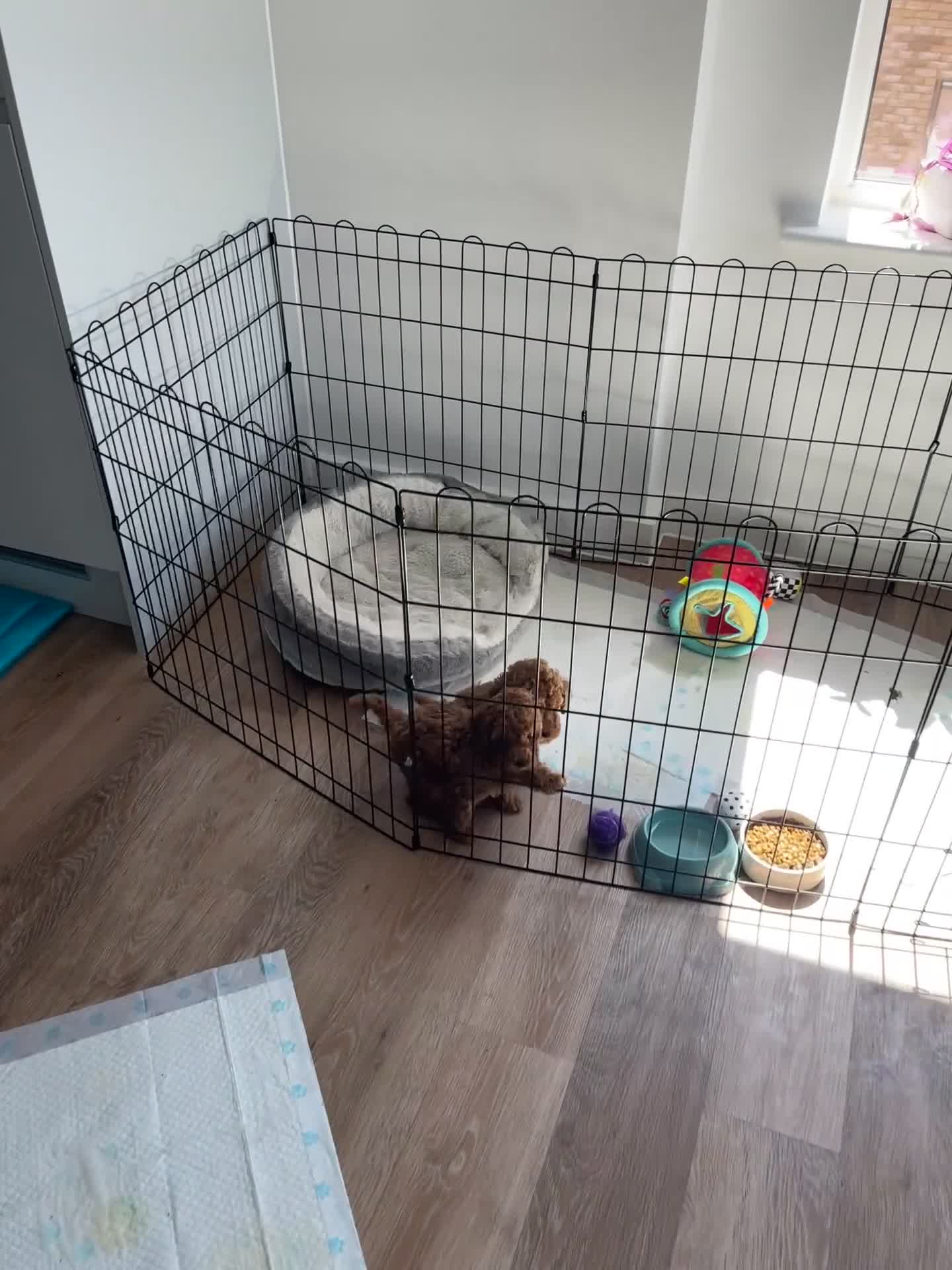 Toy Poodle dogs for sale: Pocket-Sized Love&Personality: Meet Our Toy Poodle - Video 1