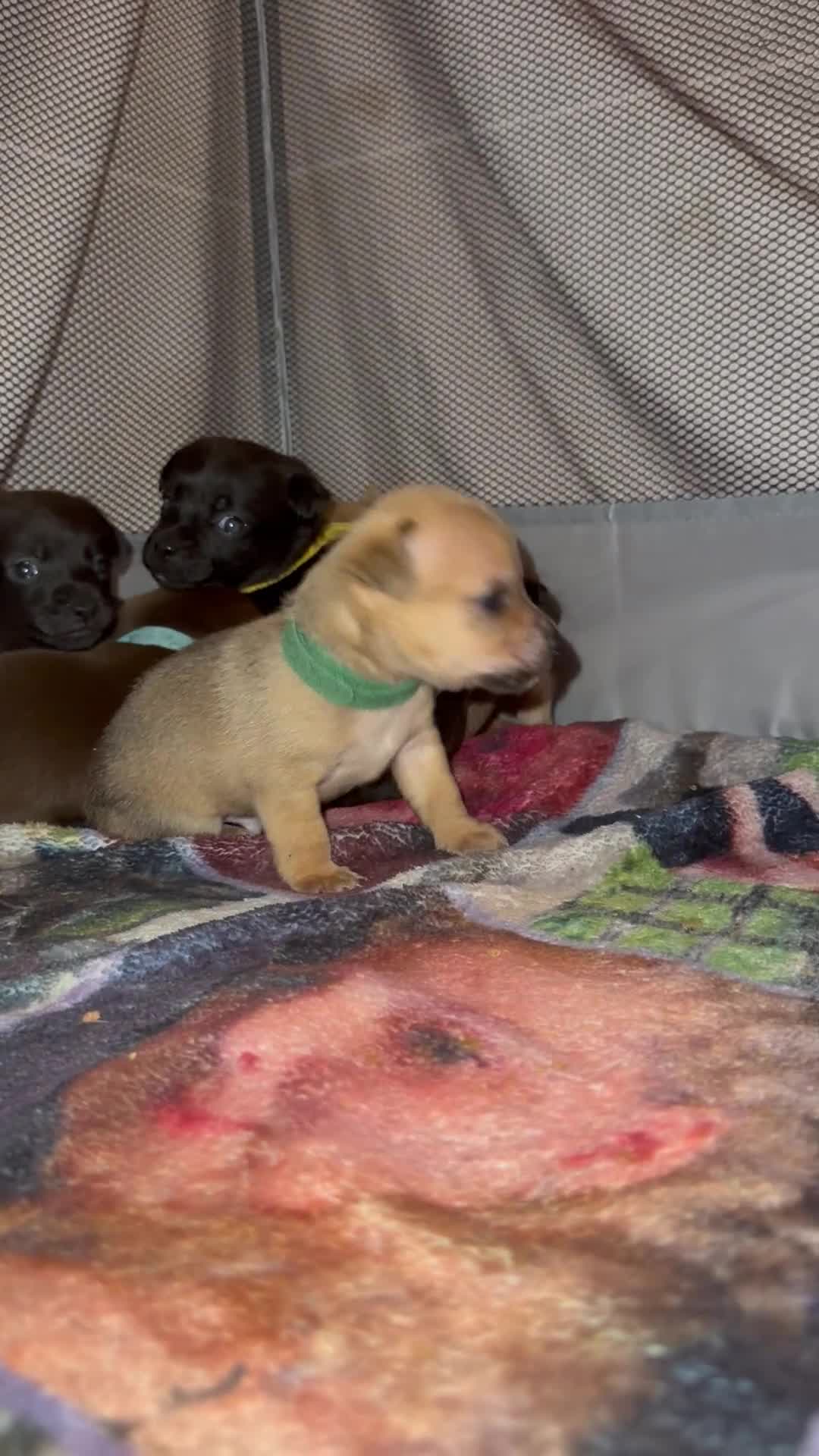 Mixed Breed dogs for sale: 6 jackmix puppies ready end of December  - Video 1