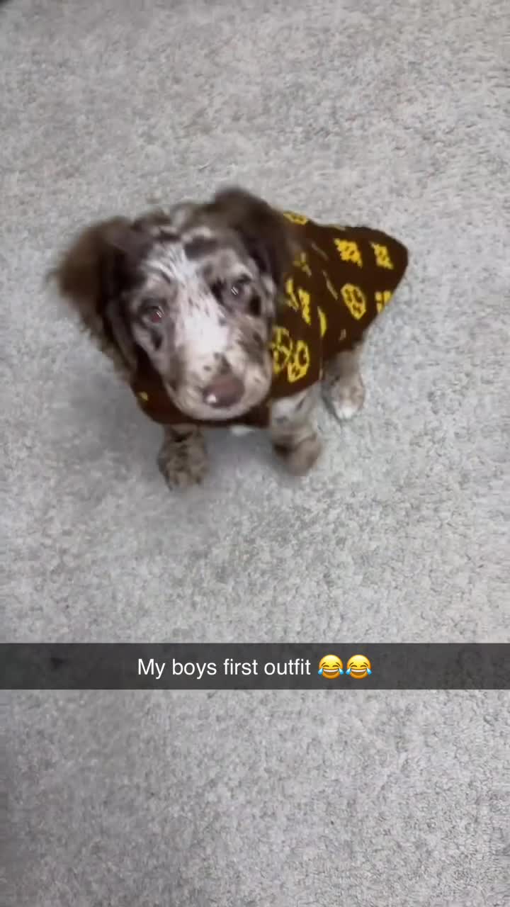 Cocker Spaniel dogs for sale: Cocker spaniel  - Video 2