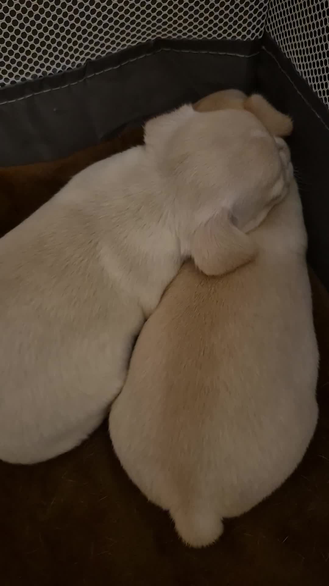 Chihuahua dogs for sale: Chihuahua  - Video 1