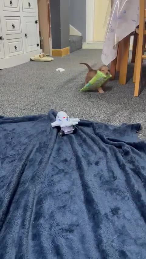 Miniature Dachshund dogs for sale: Cream Mini long hair Dachshunds - Video 3