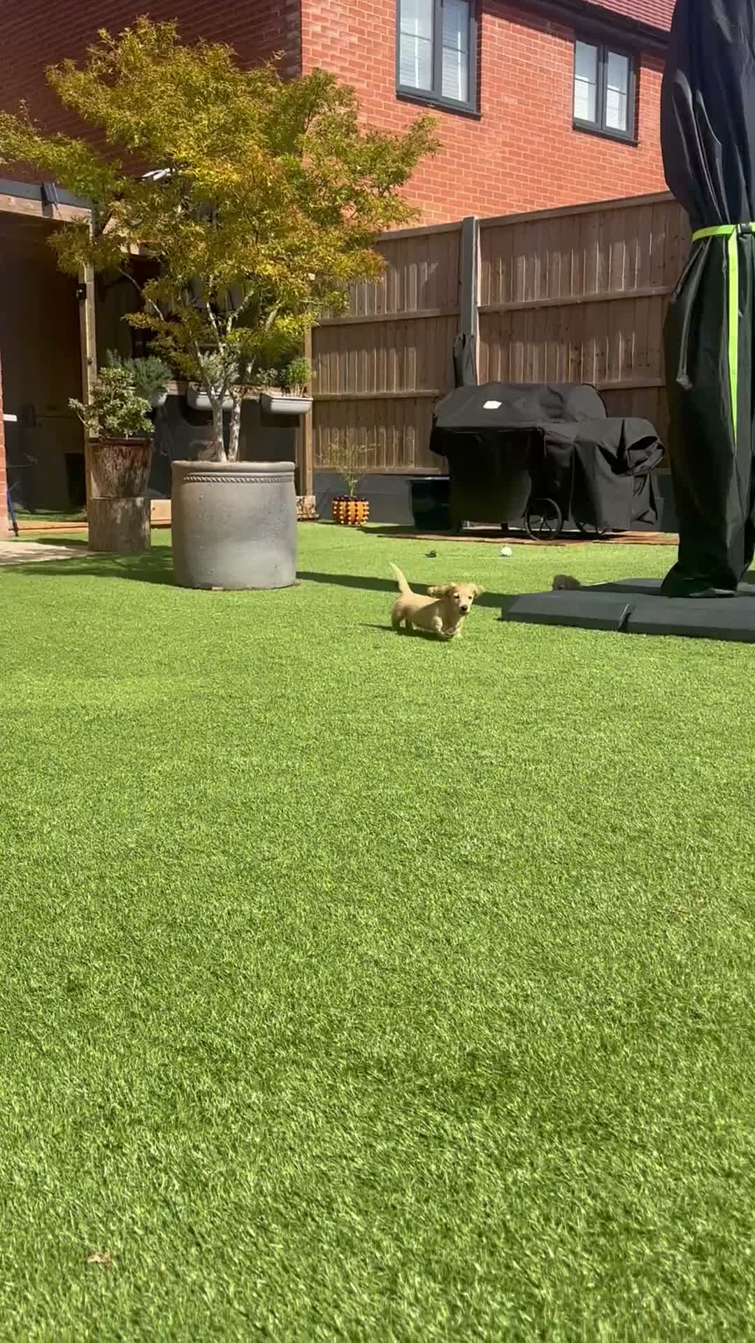 Miniature Dachshund dogs for sale: REDUCED READY TO GO! Ziggy last boy Long haired  - Video 2
