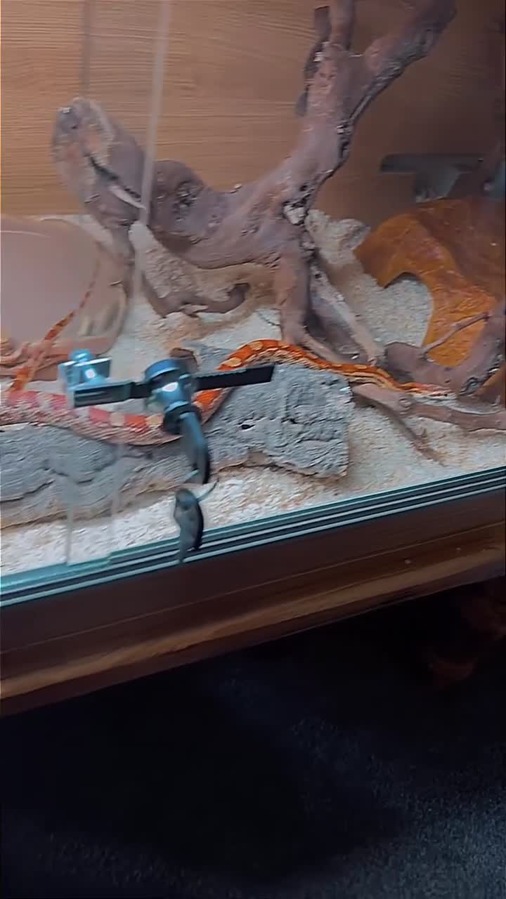 Corn Snake reptiles for sale: Corn snake full set up in ELY - Video 1